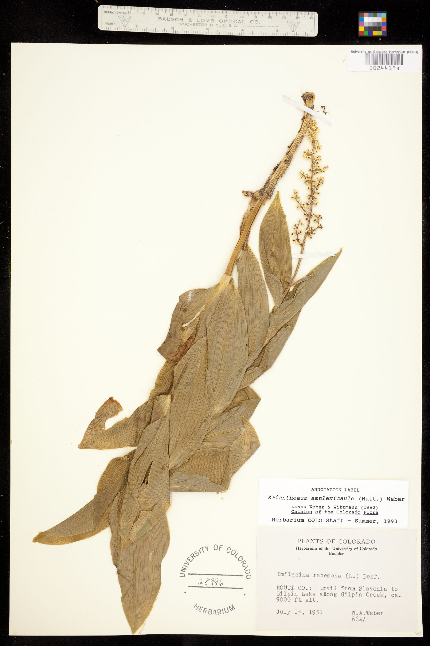 Maianthemum image