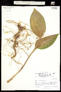 Maianthemum racemosum subsp. amplexicaule image