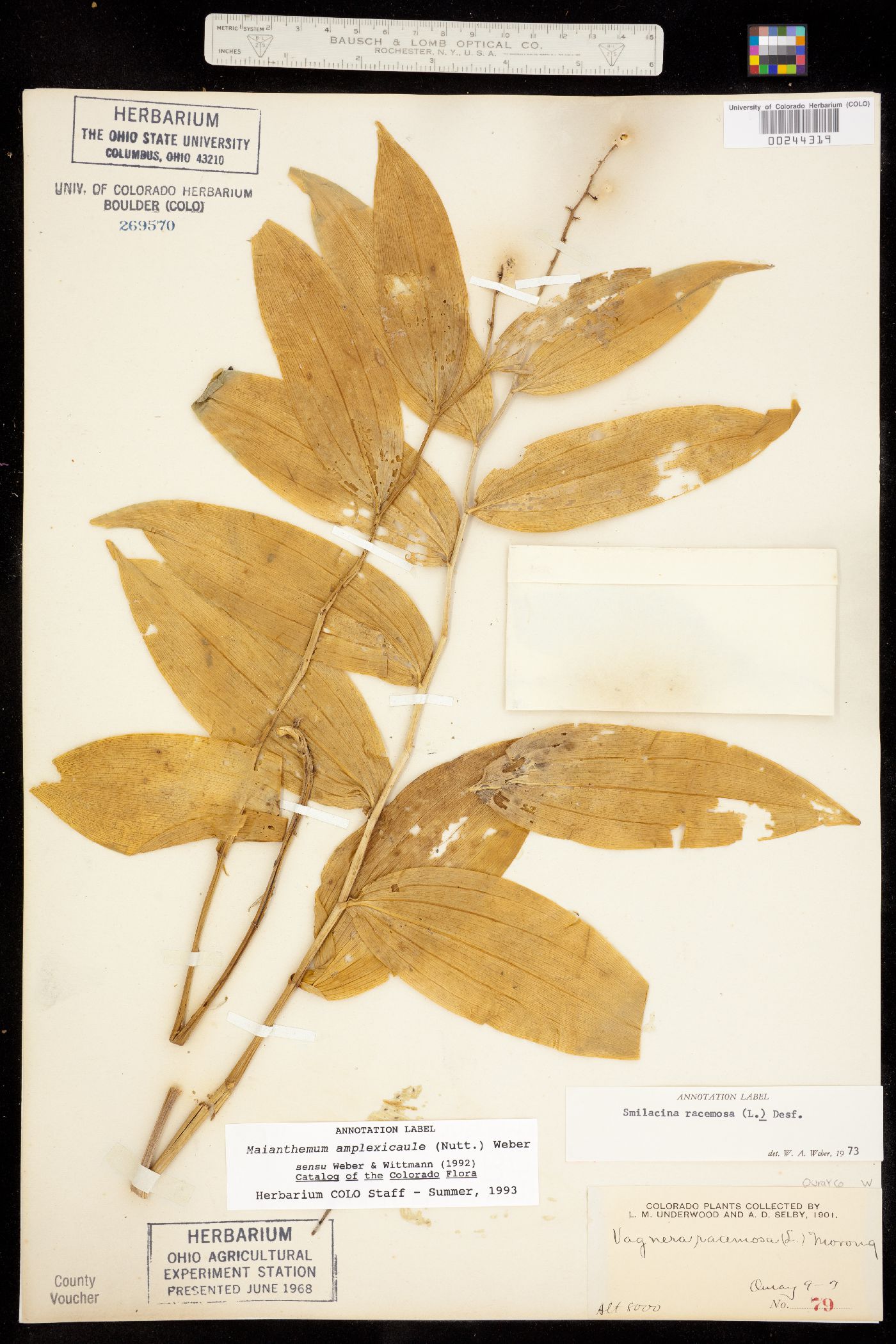 Maianthemum racemosum ssp. amplexicaule image