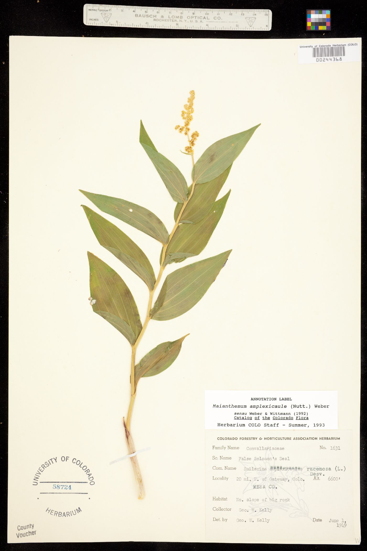 Maianthemum racemosum image