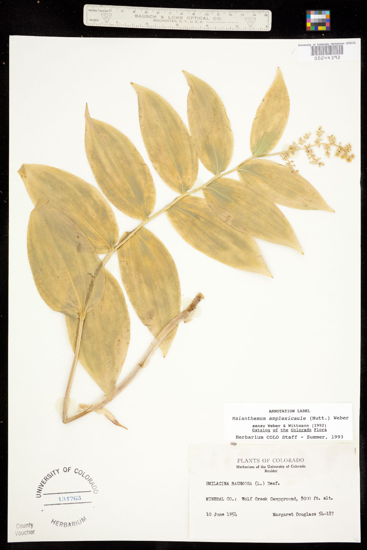 Maianthemum racemosum ssp. amplexicaule image