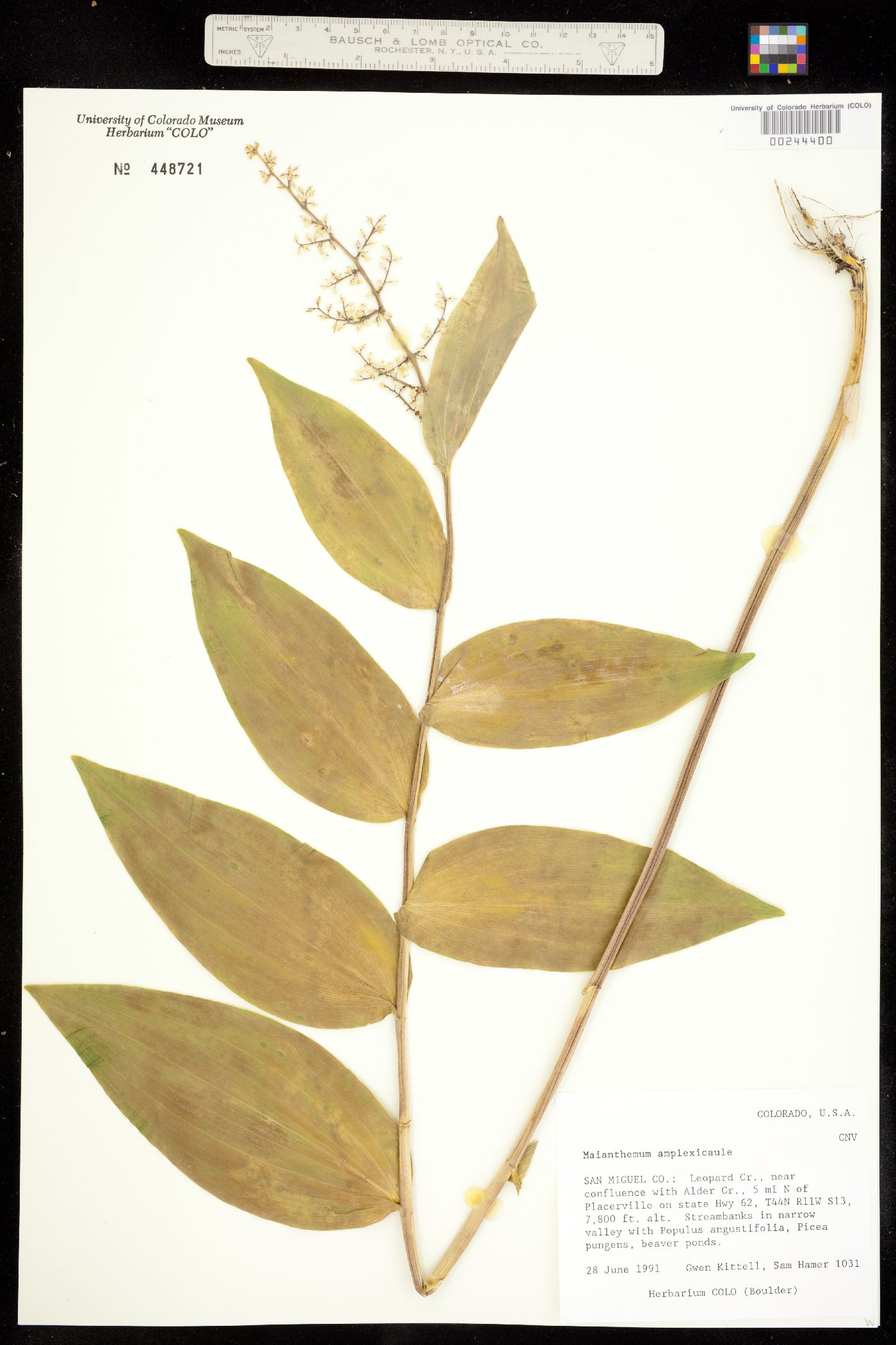 Convallariaceae image