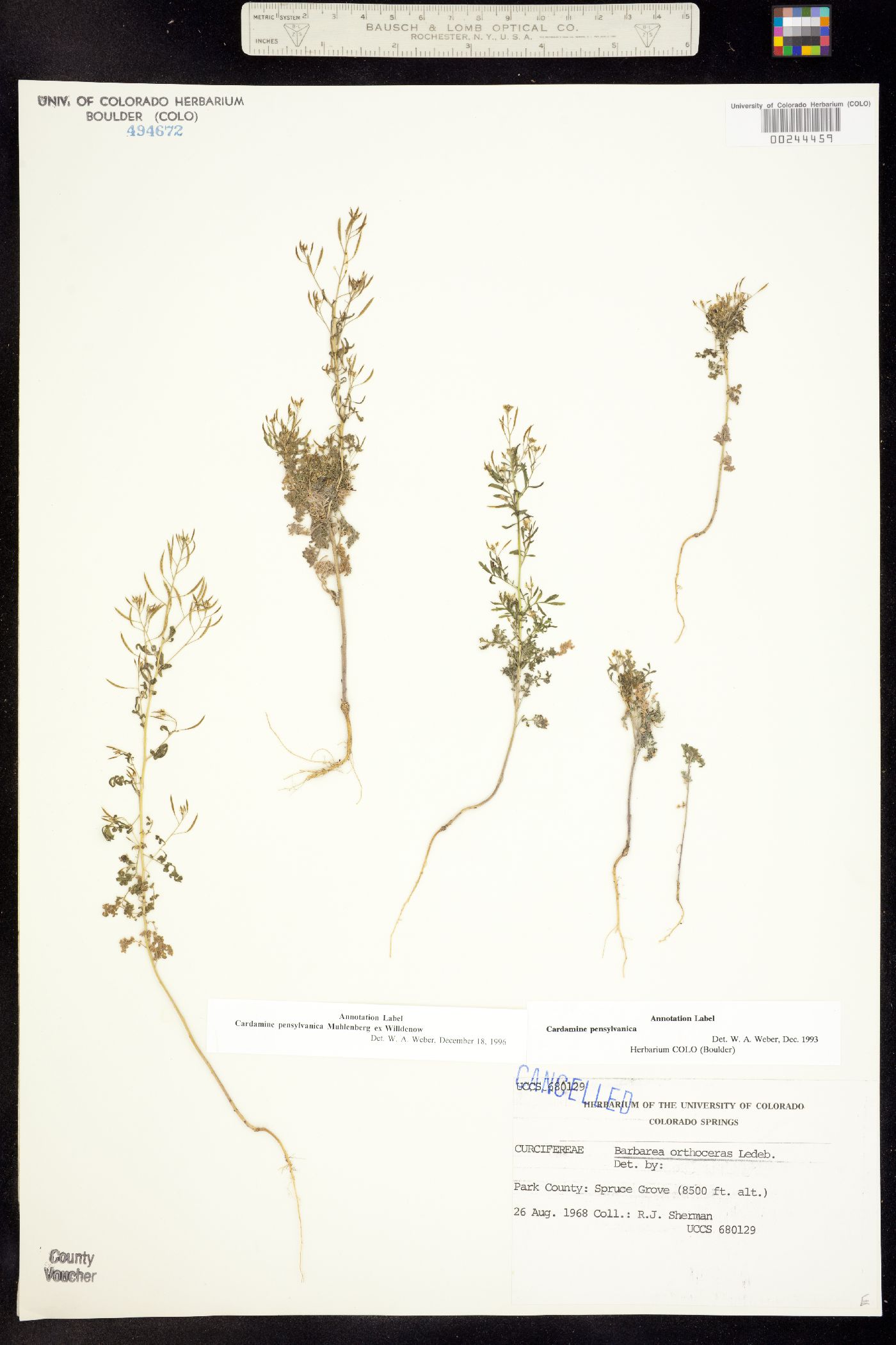 Cardamine pensylvanica image