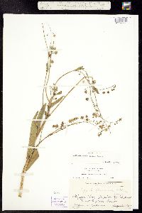 Image of Hackelia micrantha