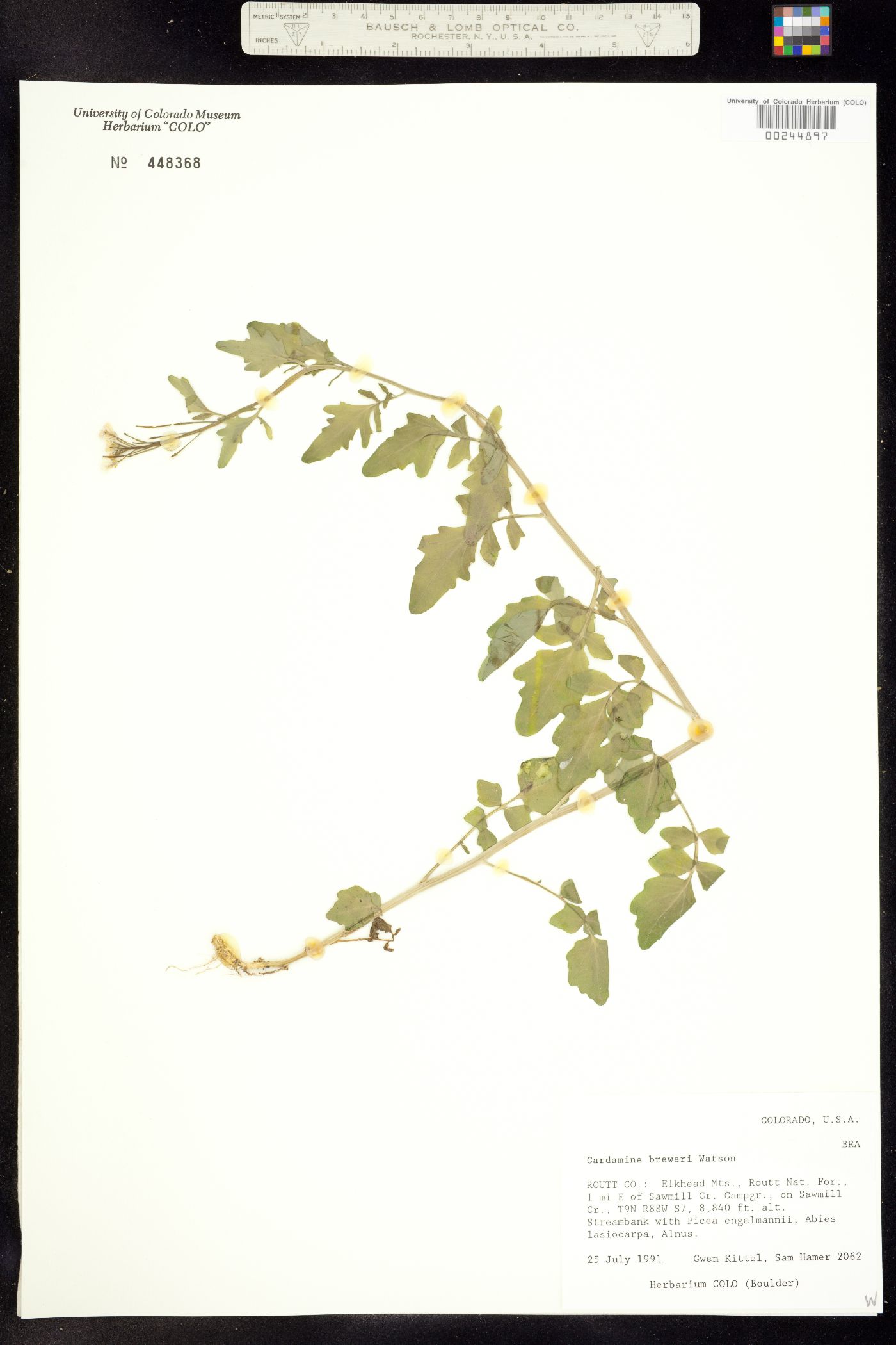 Cardamine breweri image