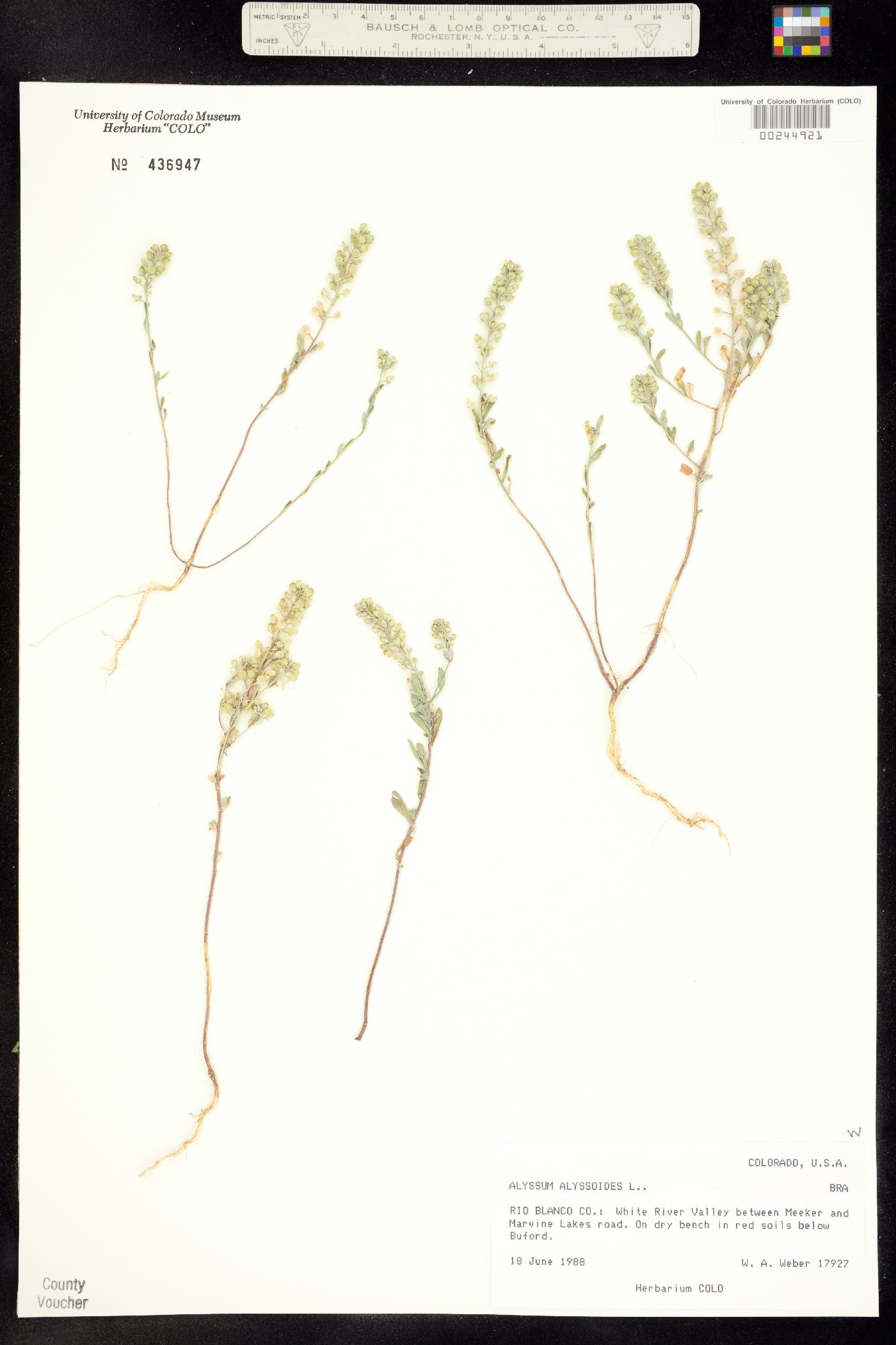 Alyssum image