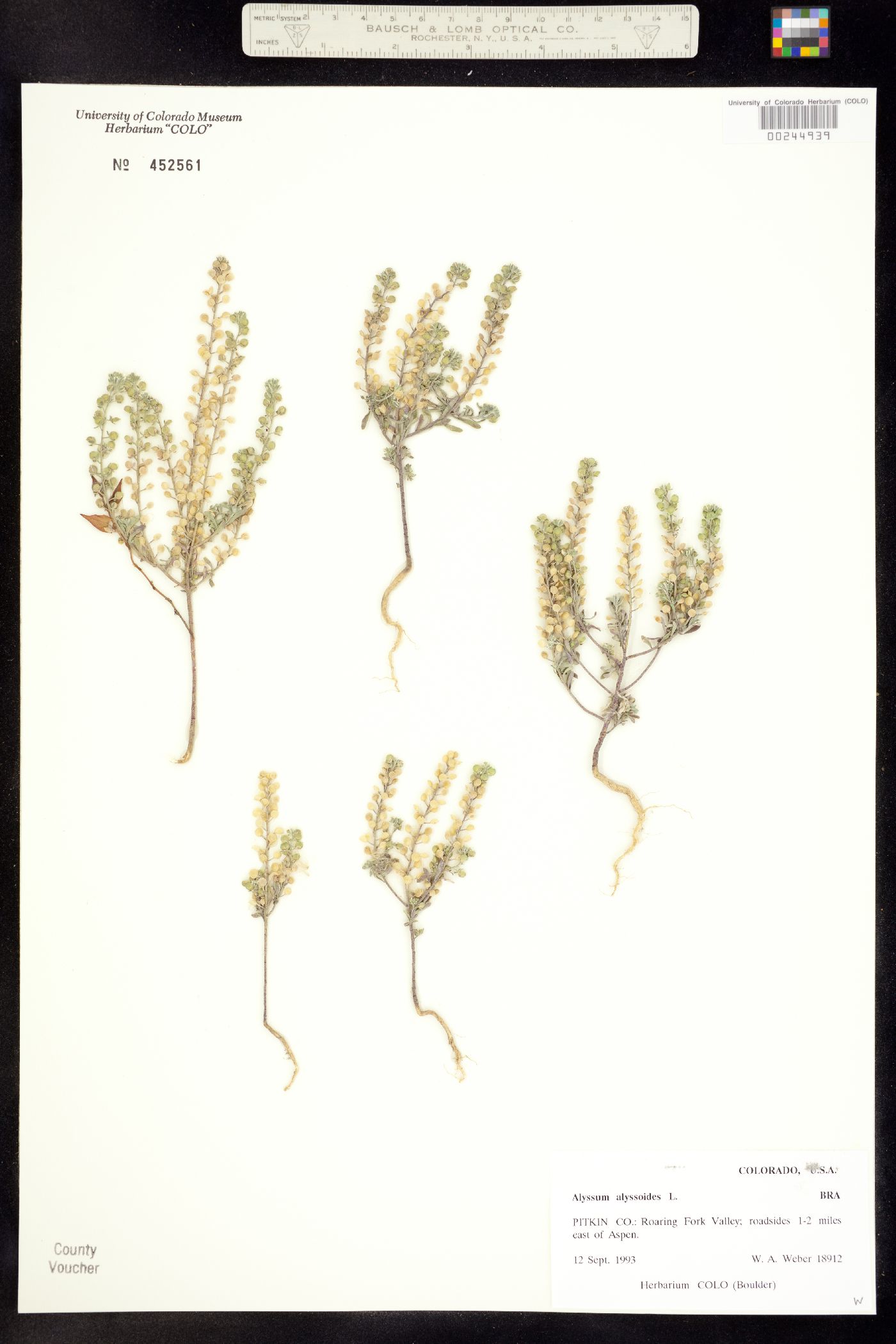 Alyssum alyssoides image