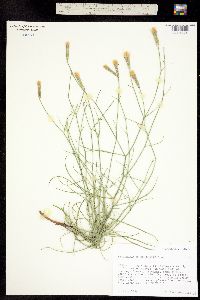 Lygodesmia grandiflora var. doloresensis image