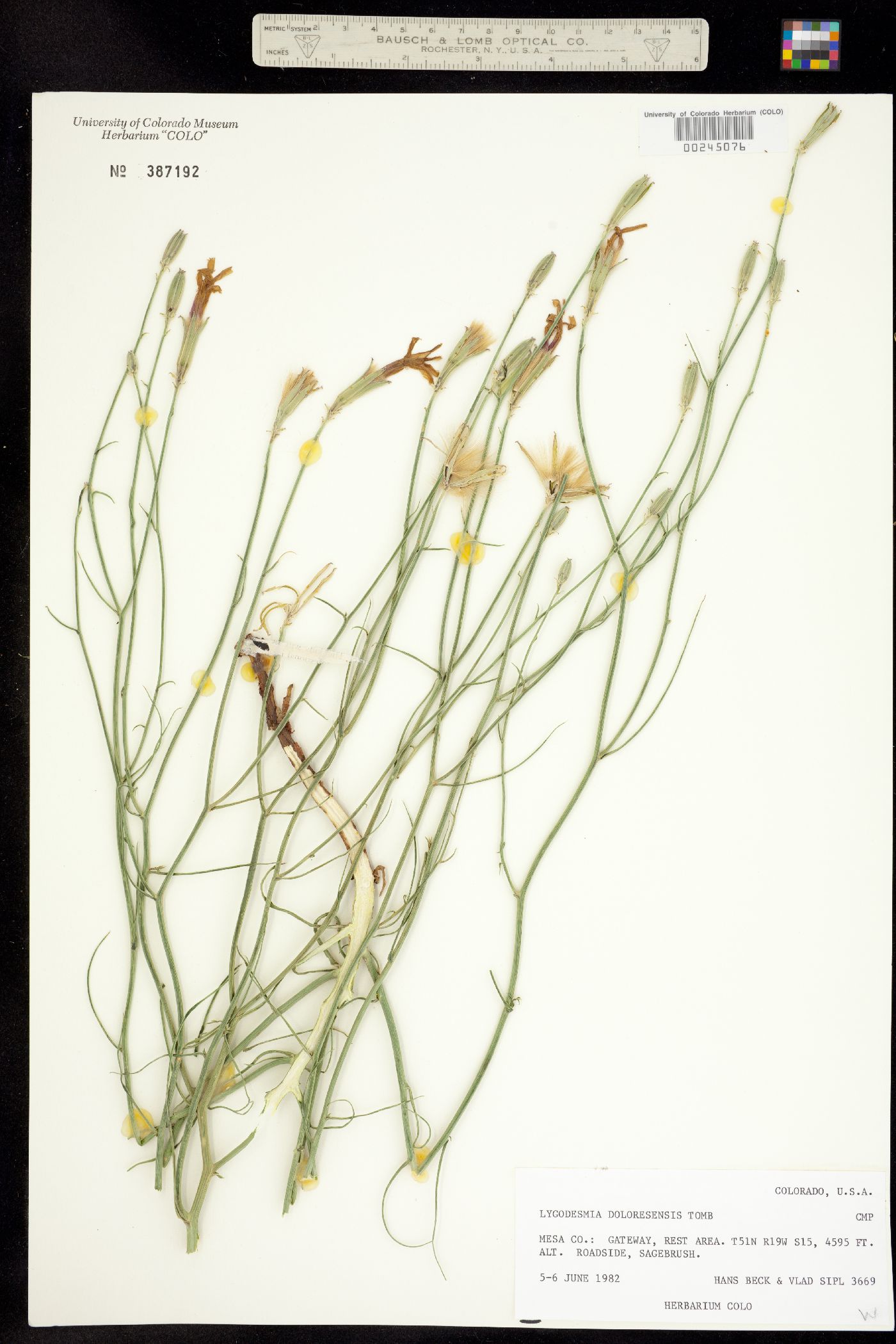 Lygodesmia grandiflora image