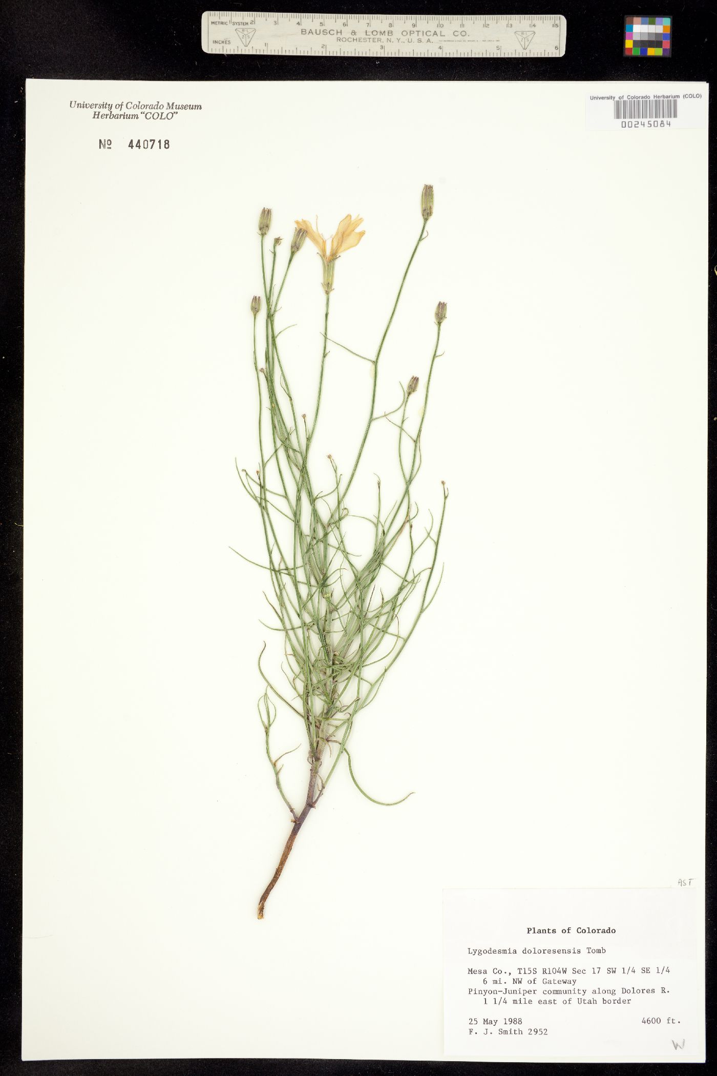 Lygodesmia grandiflora image