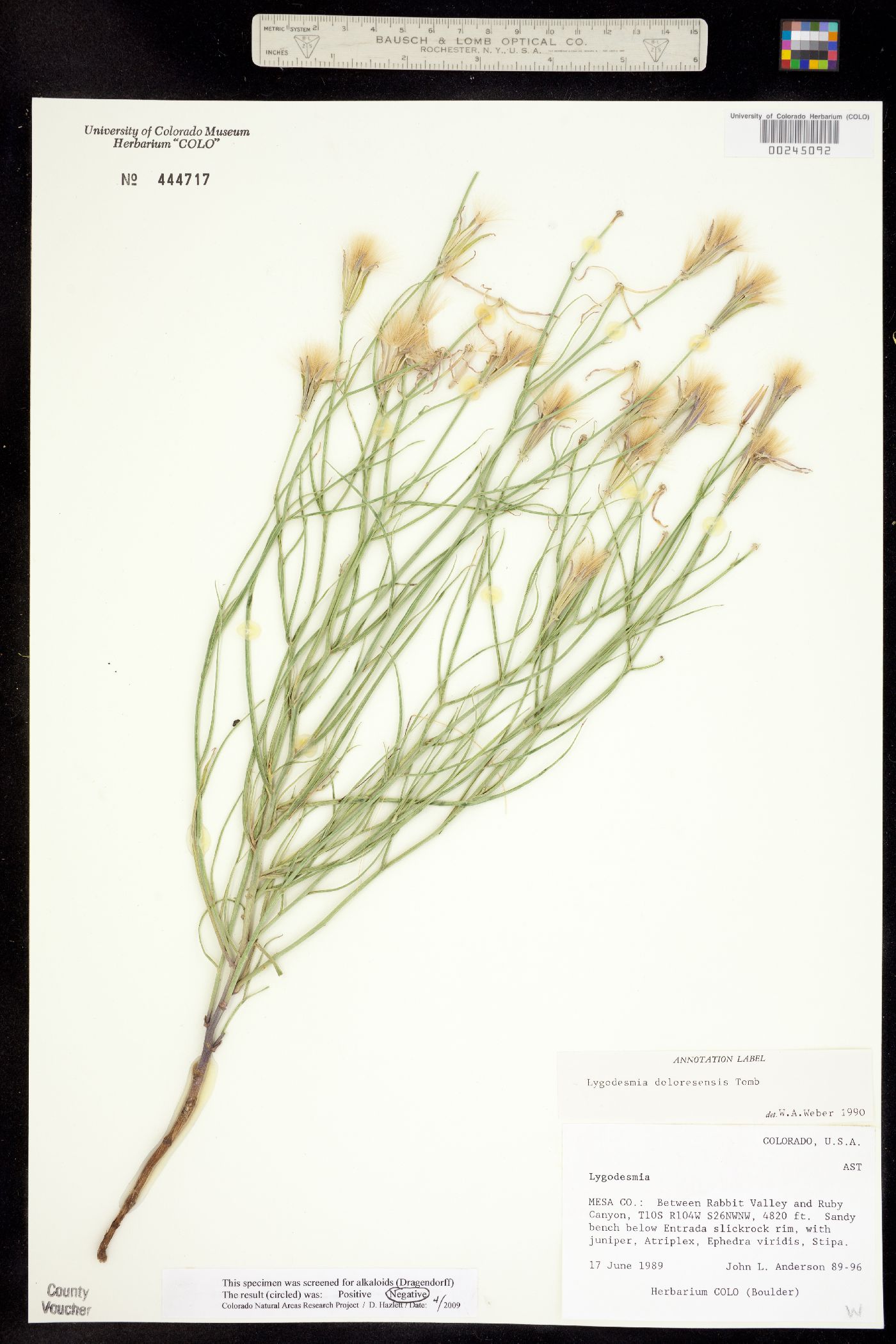 Lygodesmia grandiflora var. doloresensis image