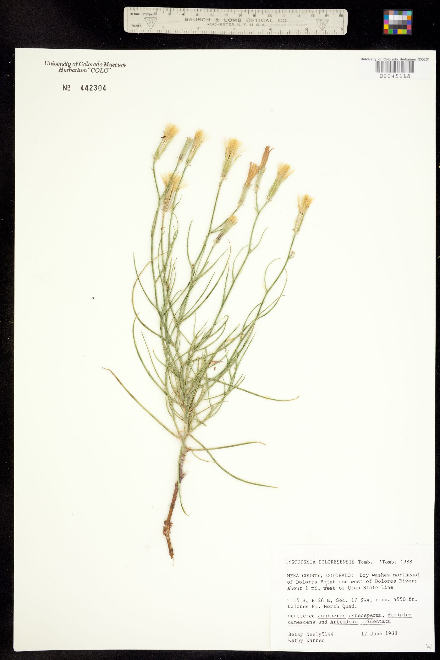 Lygodesmia grandiflora image