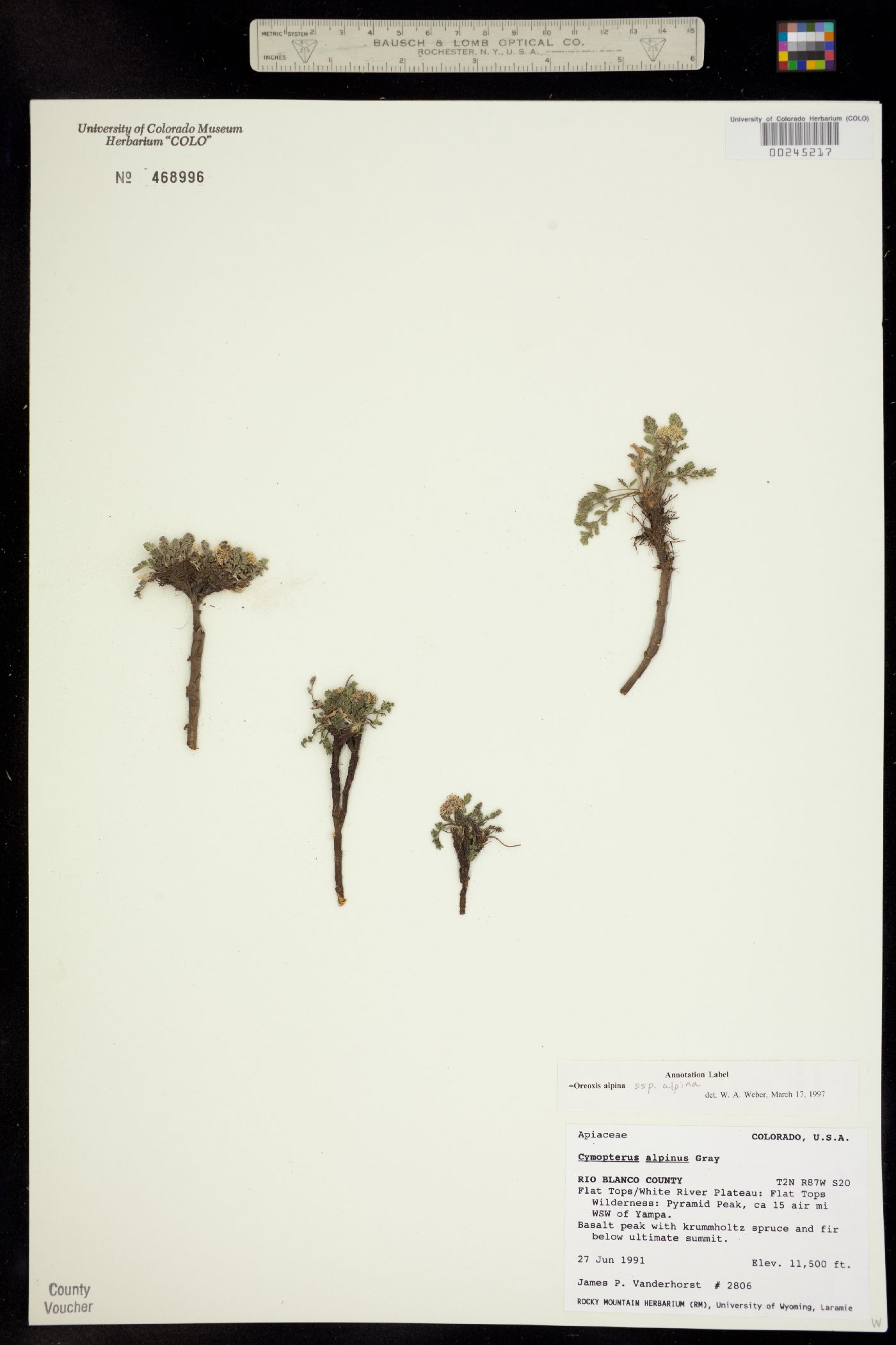 Oreoxis alpina ssp. alpina image