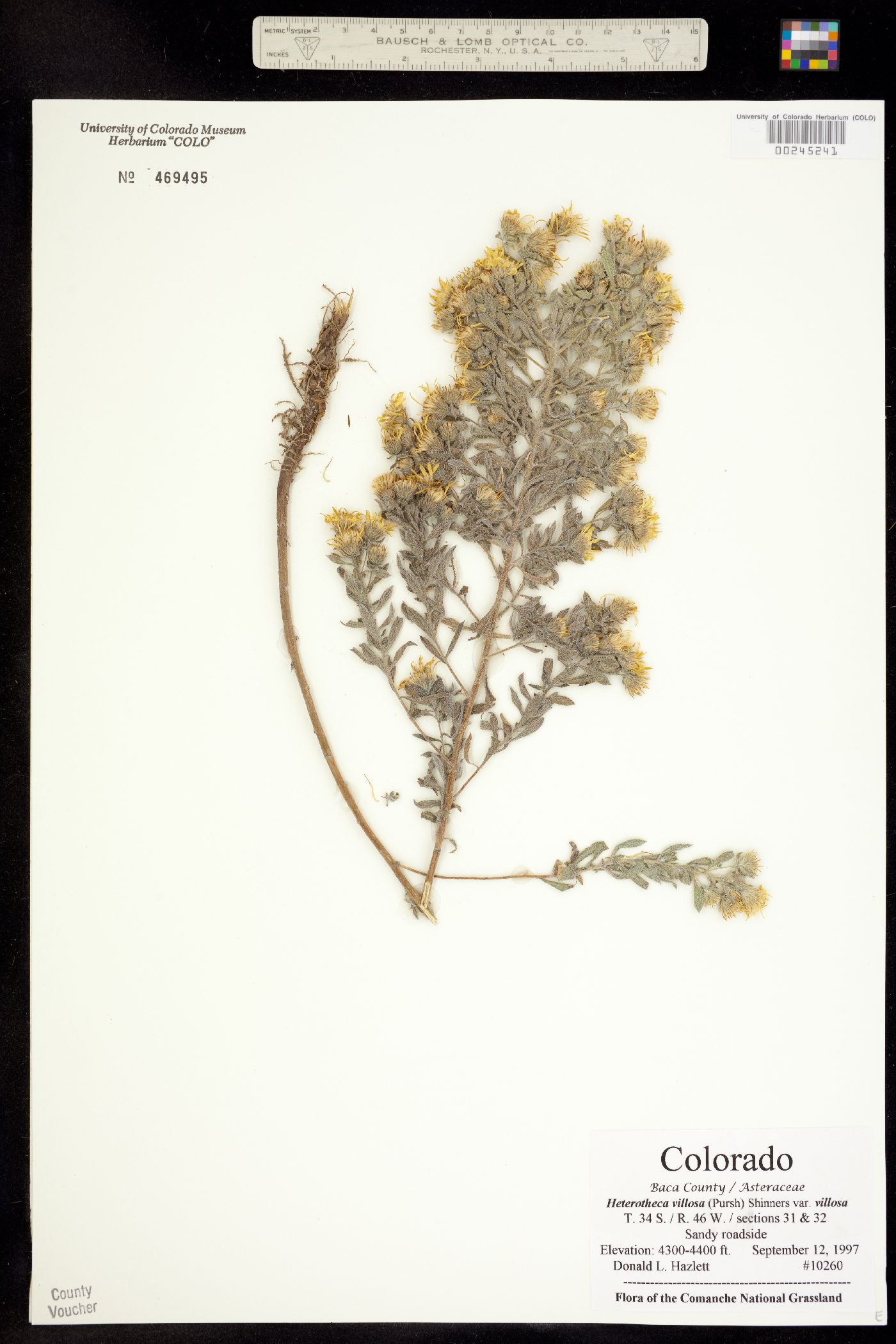 Heterotheca villosa var. villosa image