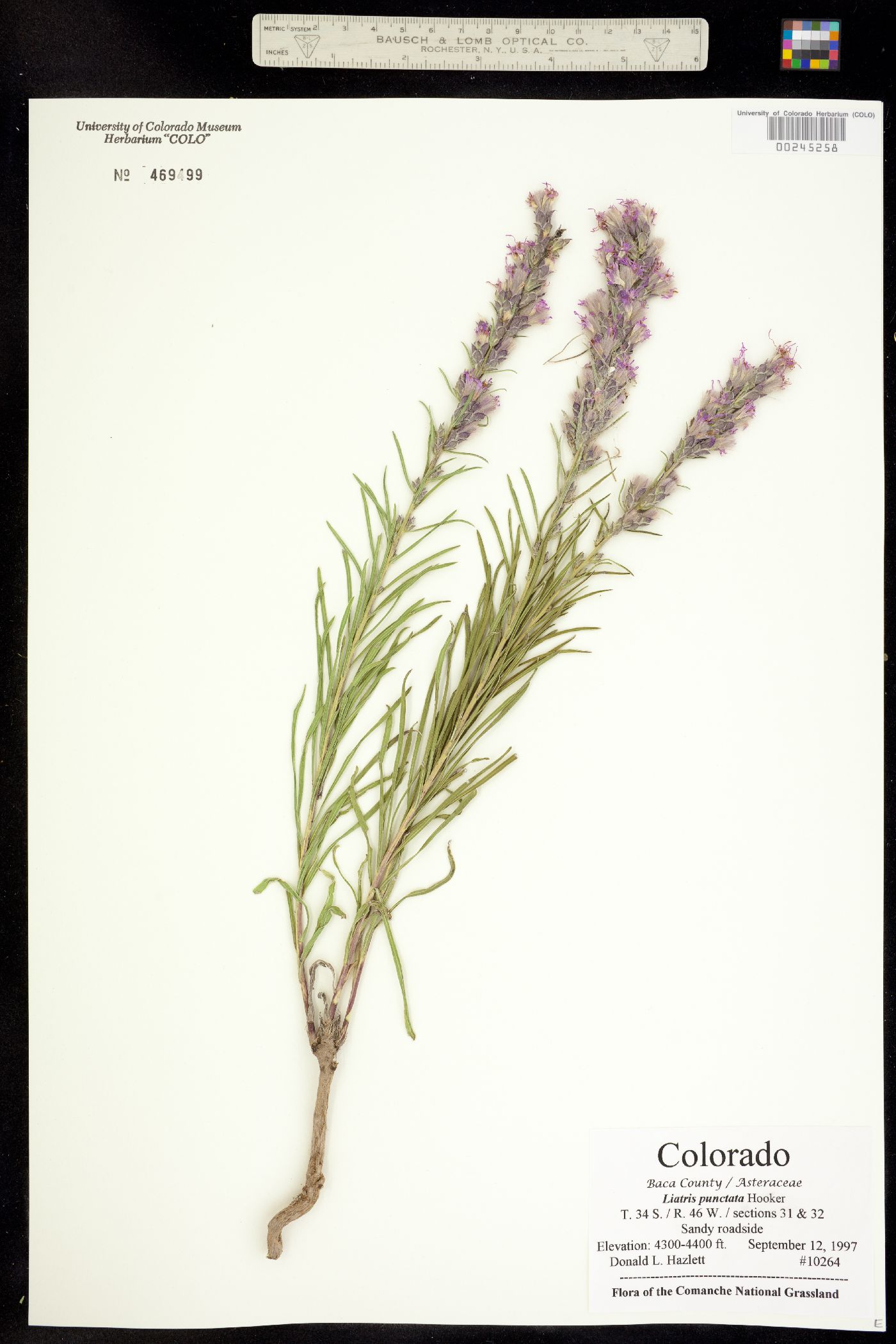 Liatris punctata image