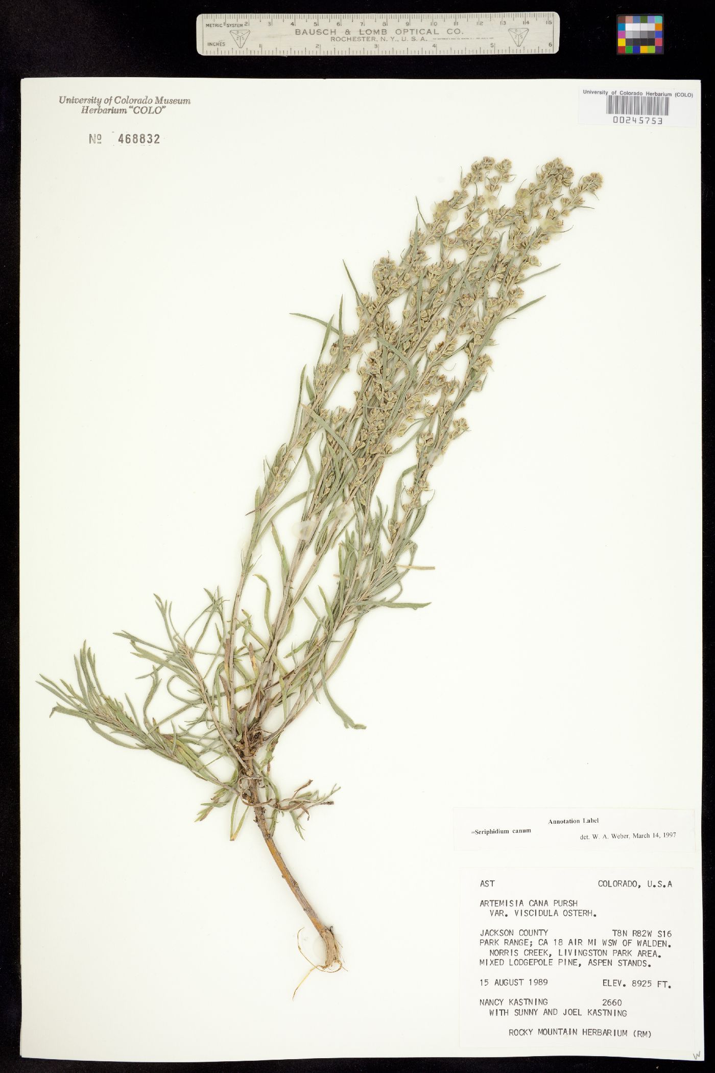 Seriphidium canum image