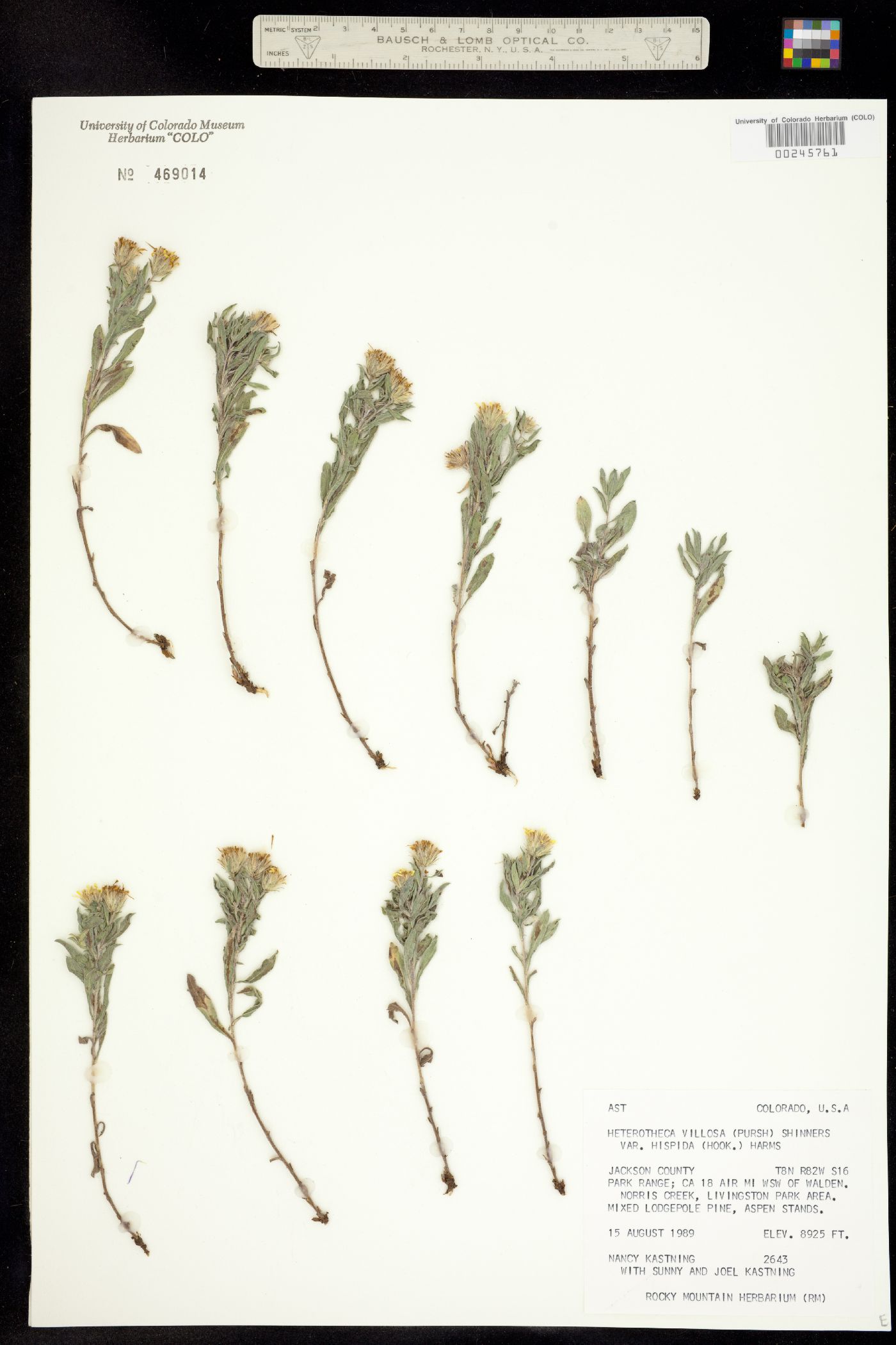 Heterotheca villosa var. minor image