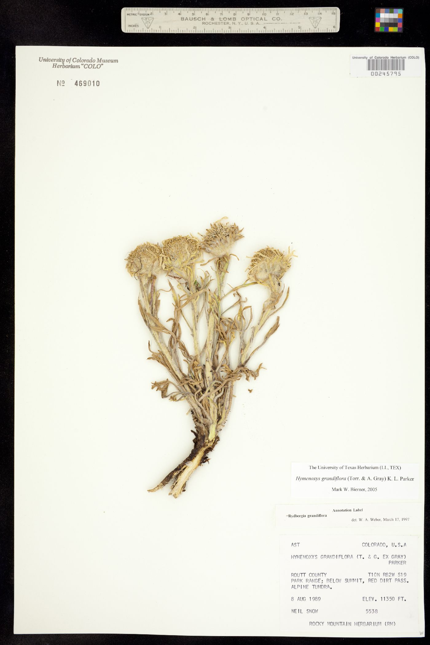 Rydbergia grandiflora image