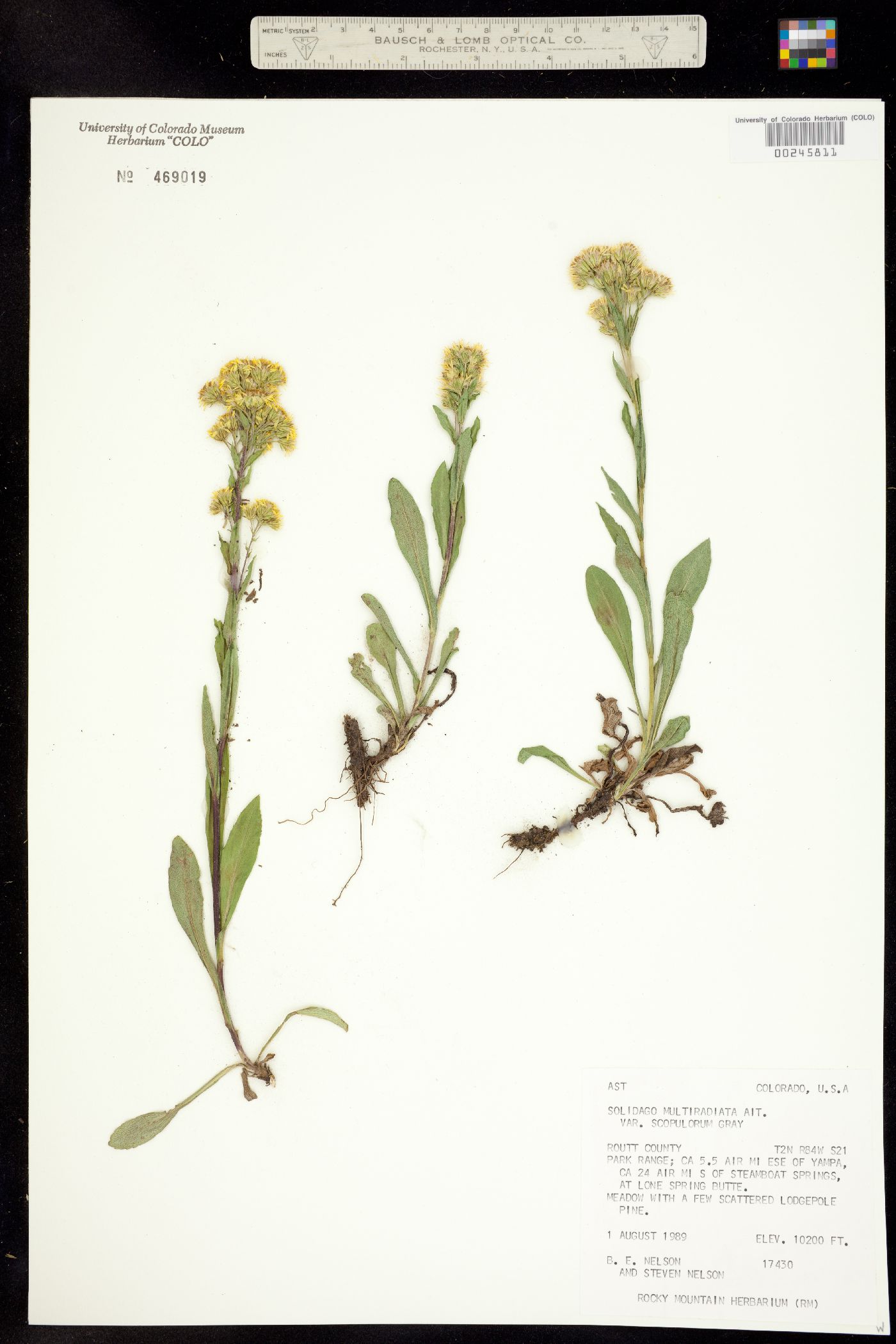 Solidago multiradiata image
