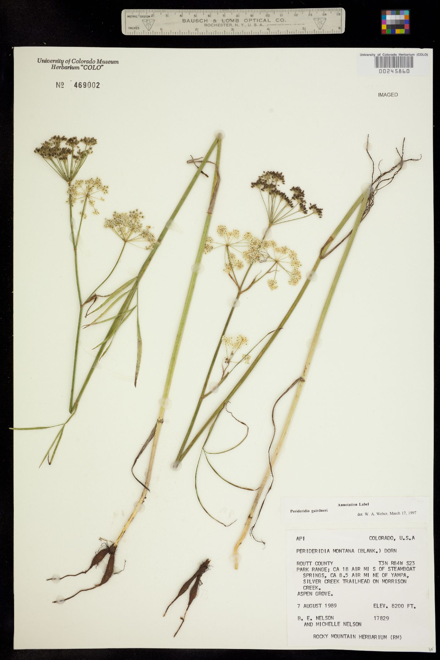 Perideridia gairdneri ssp. borealis image