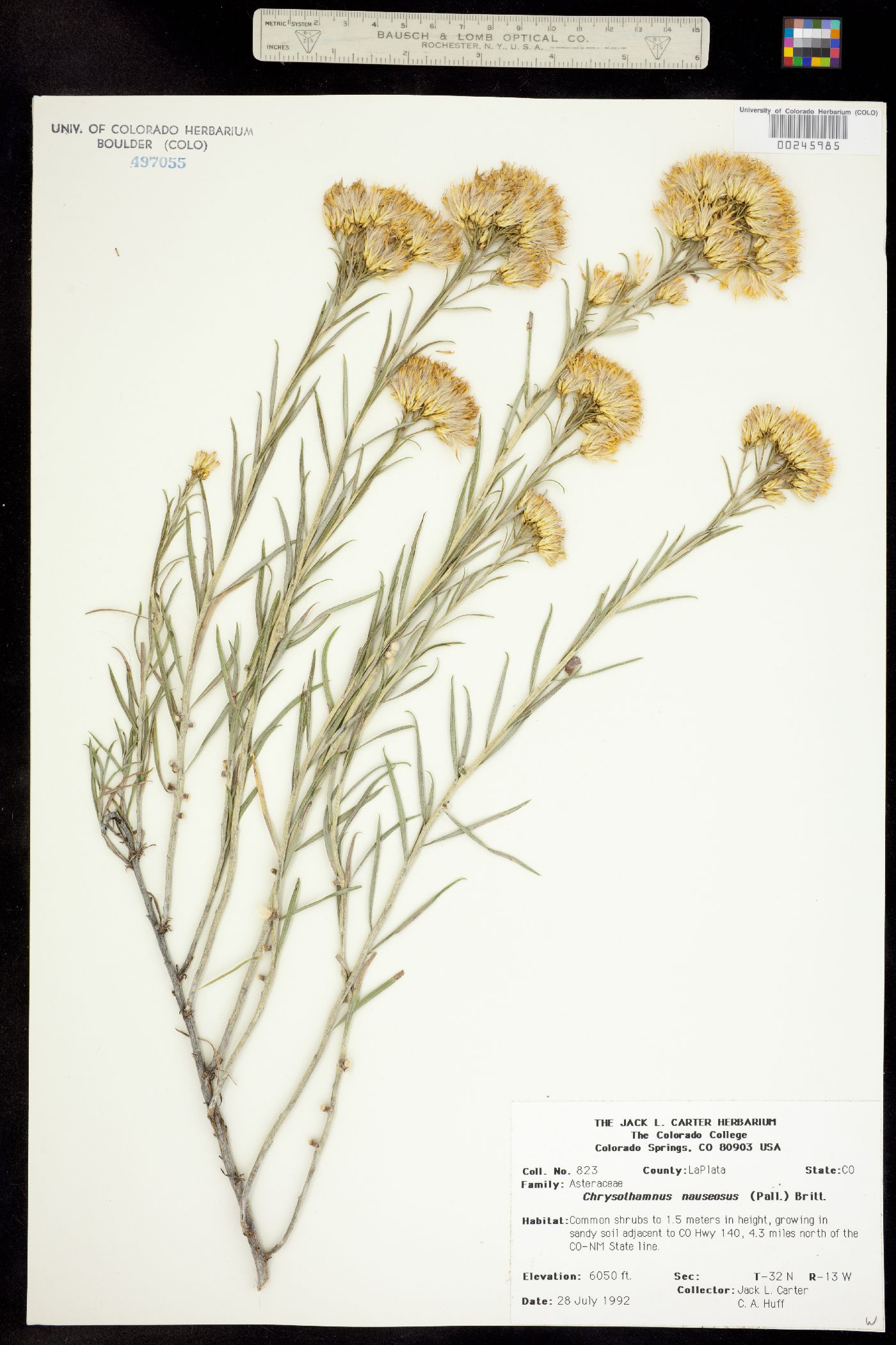 Chrysothamnus nauseosus image