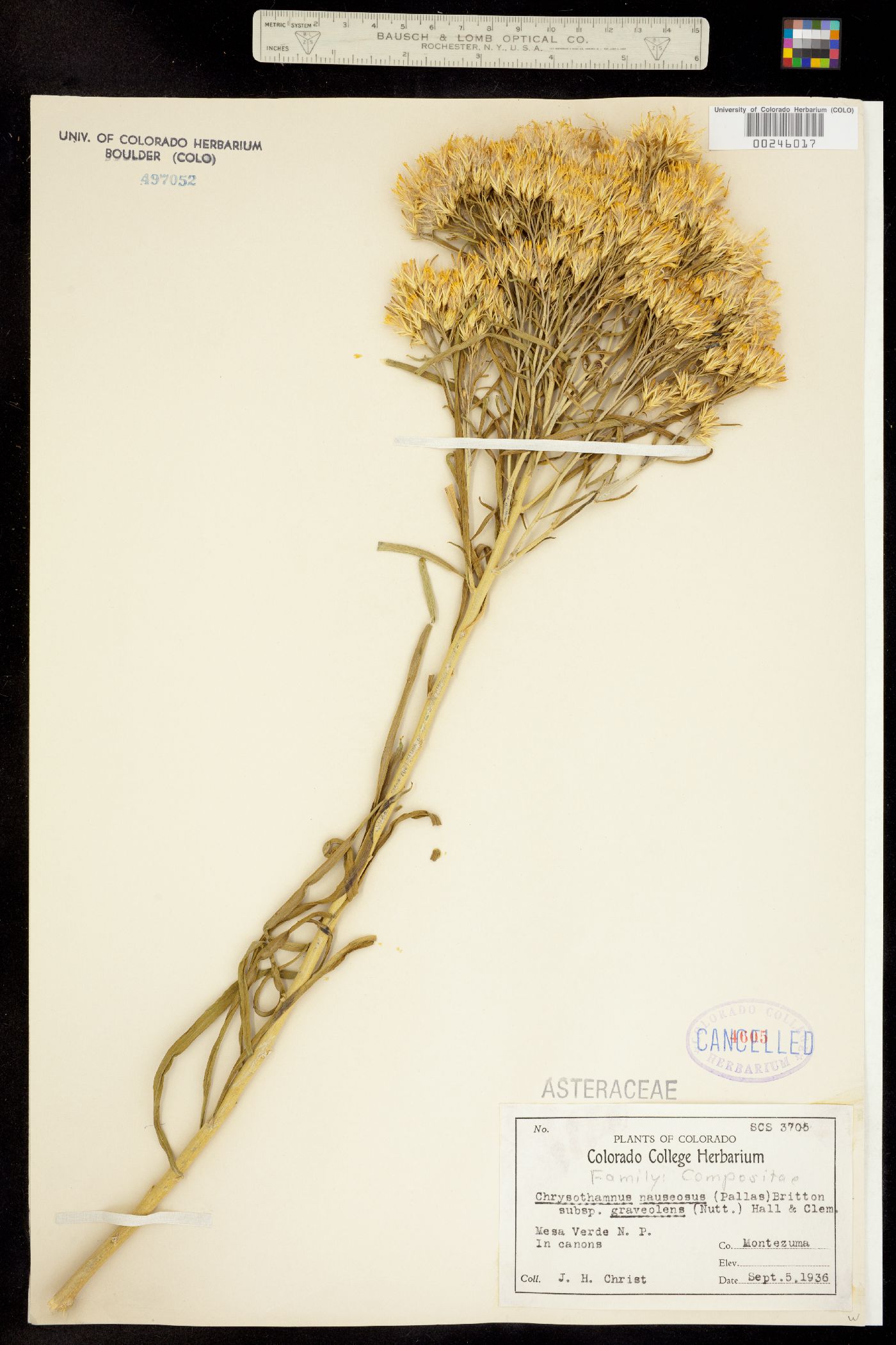 Chrysothamnus nauseosus ssp. graveolens image