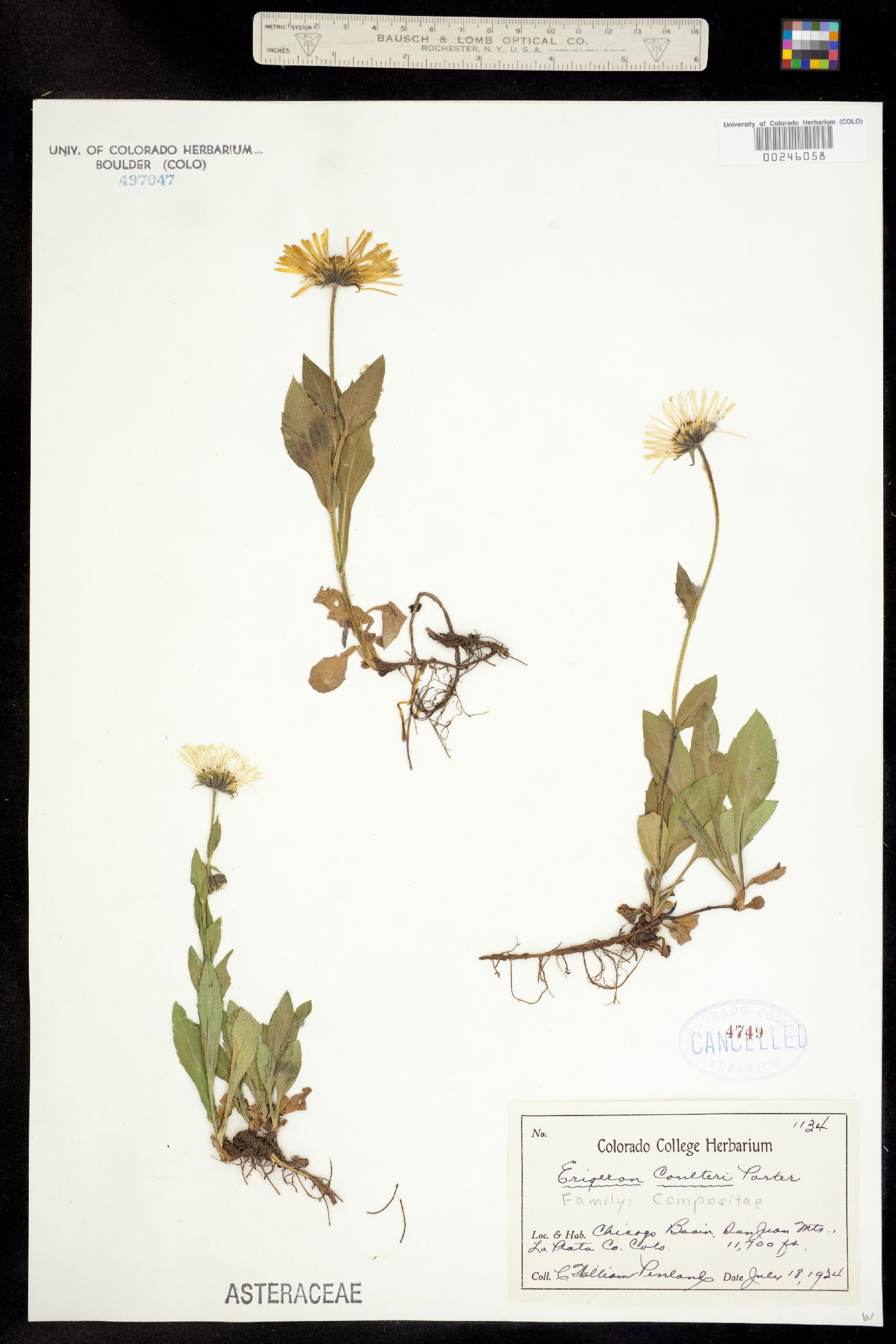 Erigeron coulteri image