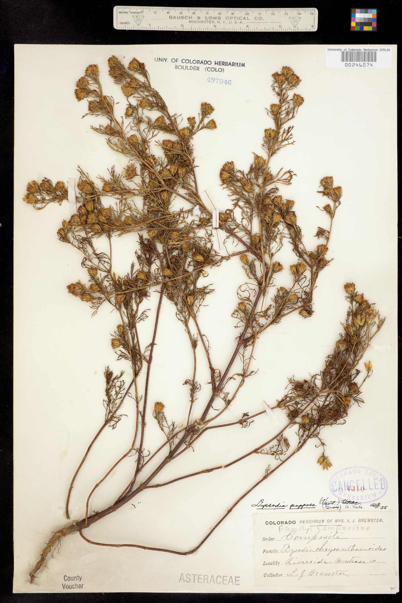 Dyssodia image
