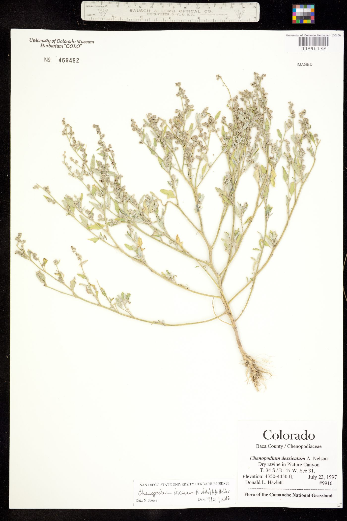 Chenopodium incanum image