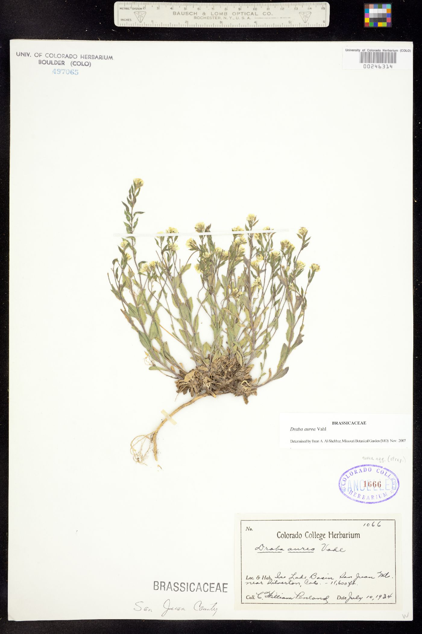 Draba aurea image