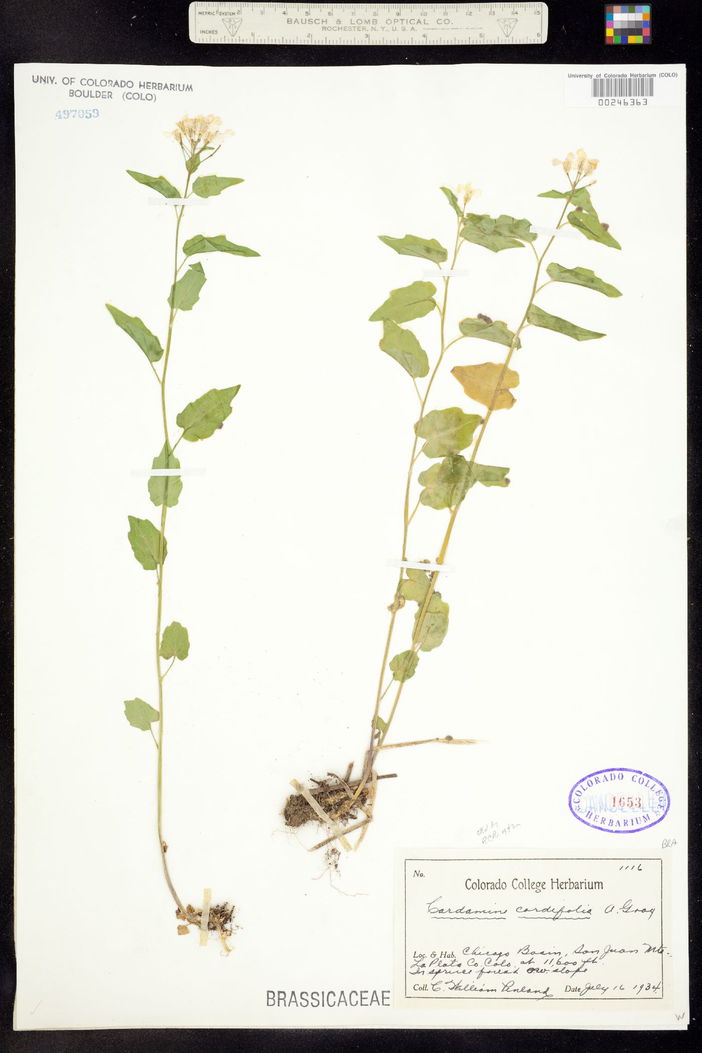Cardamine image