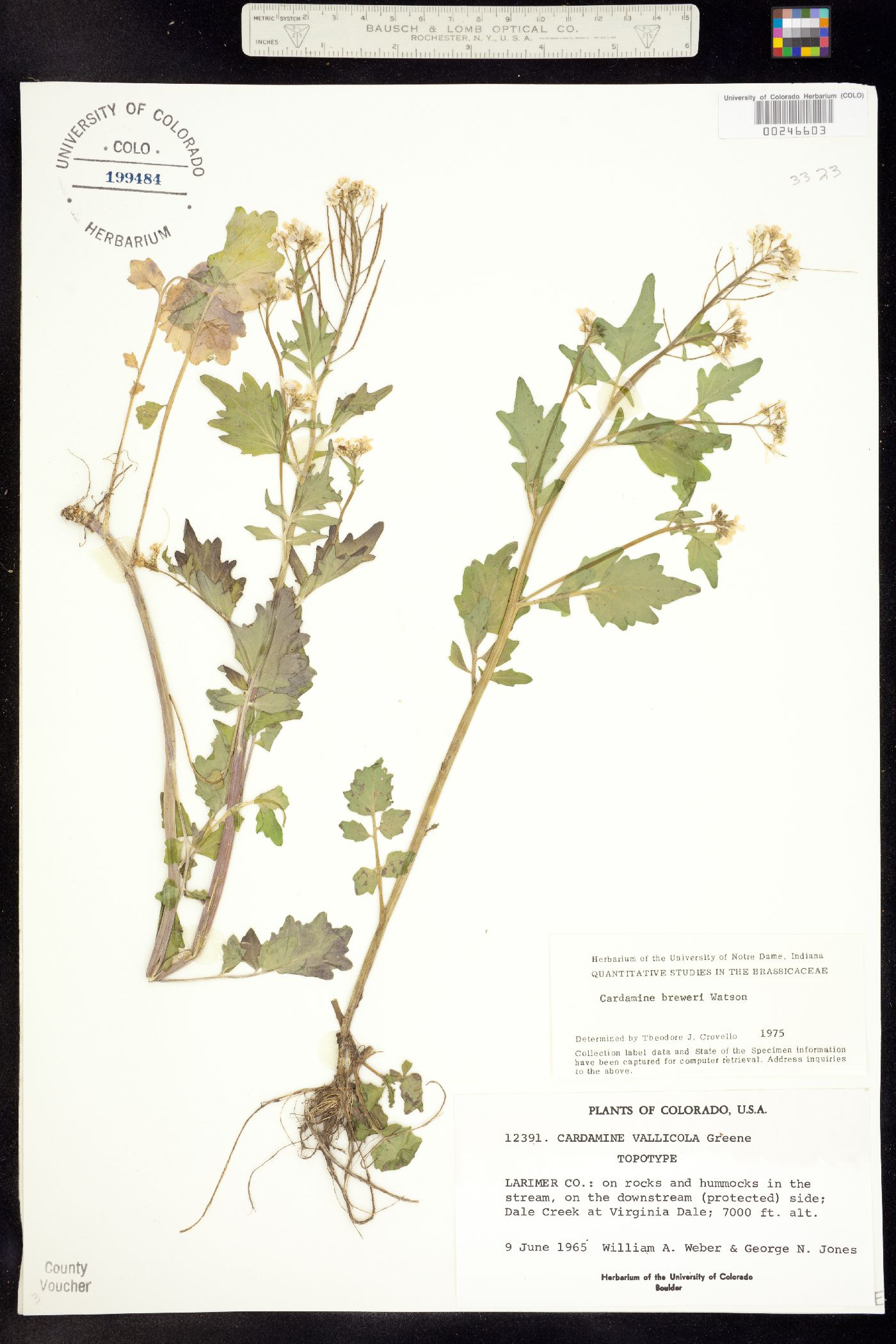 Cardamine breweri image