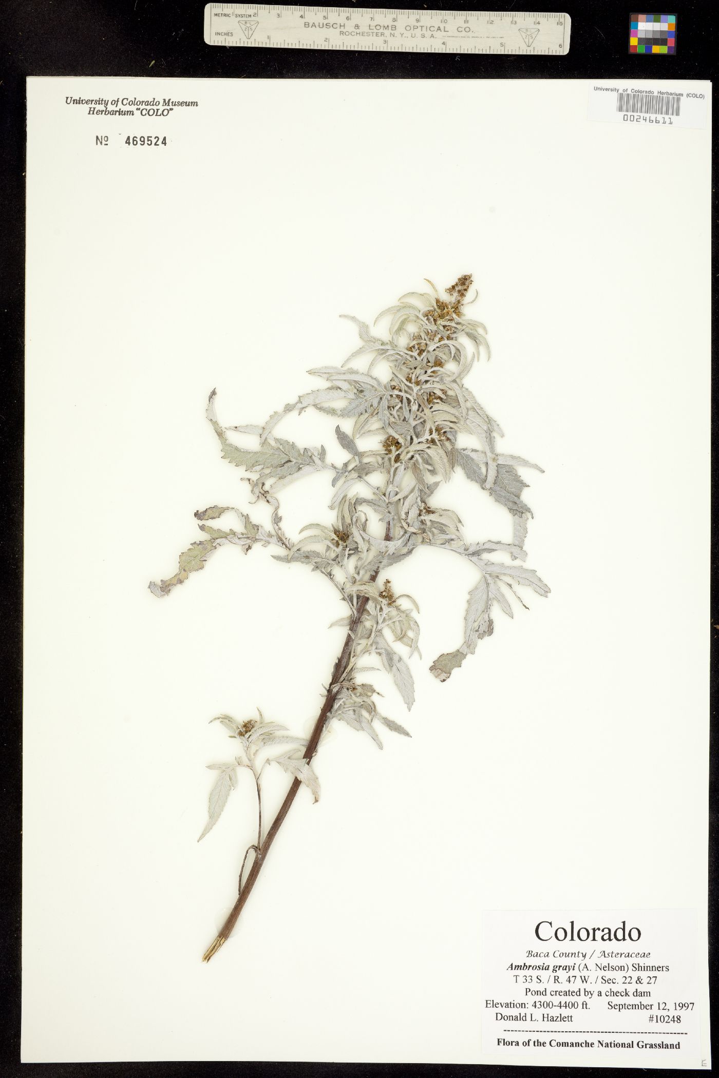 Ambrosia grayi image