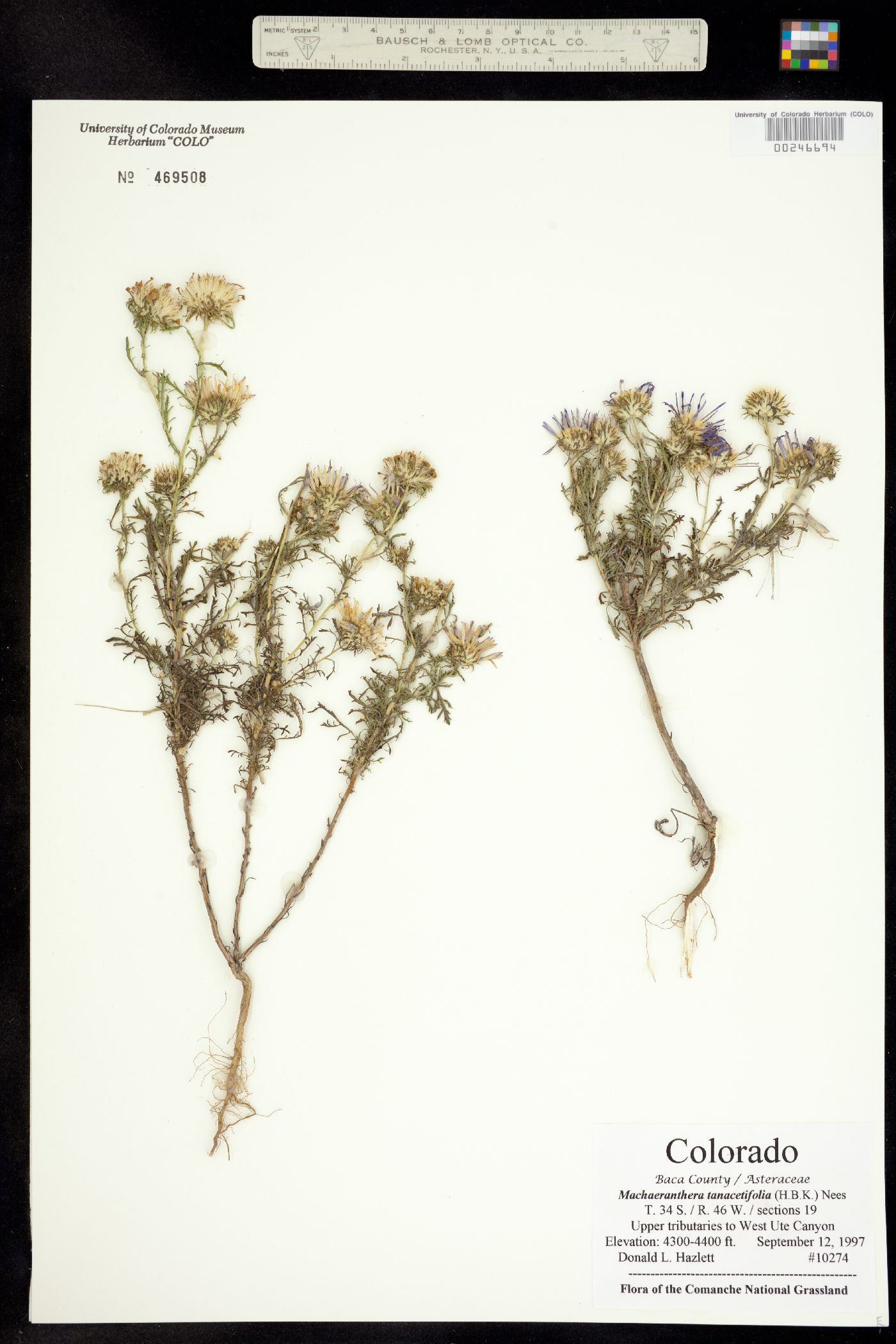 Machaeranthera tanacetifolia image