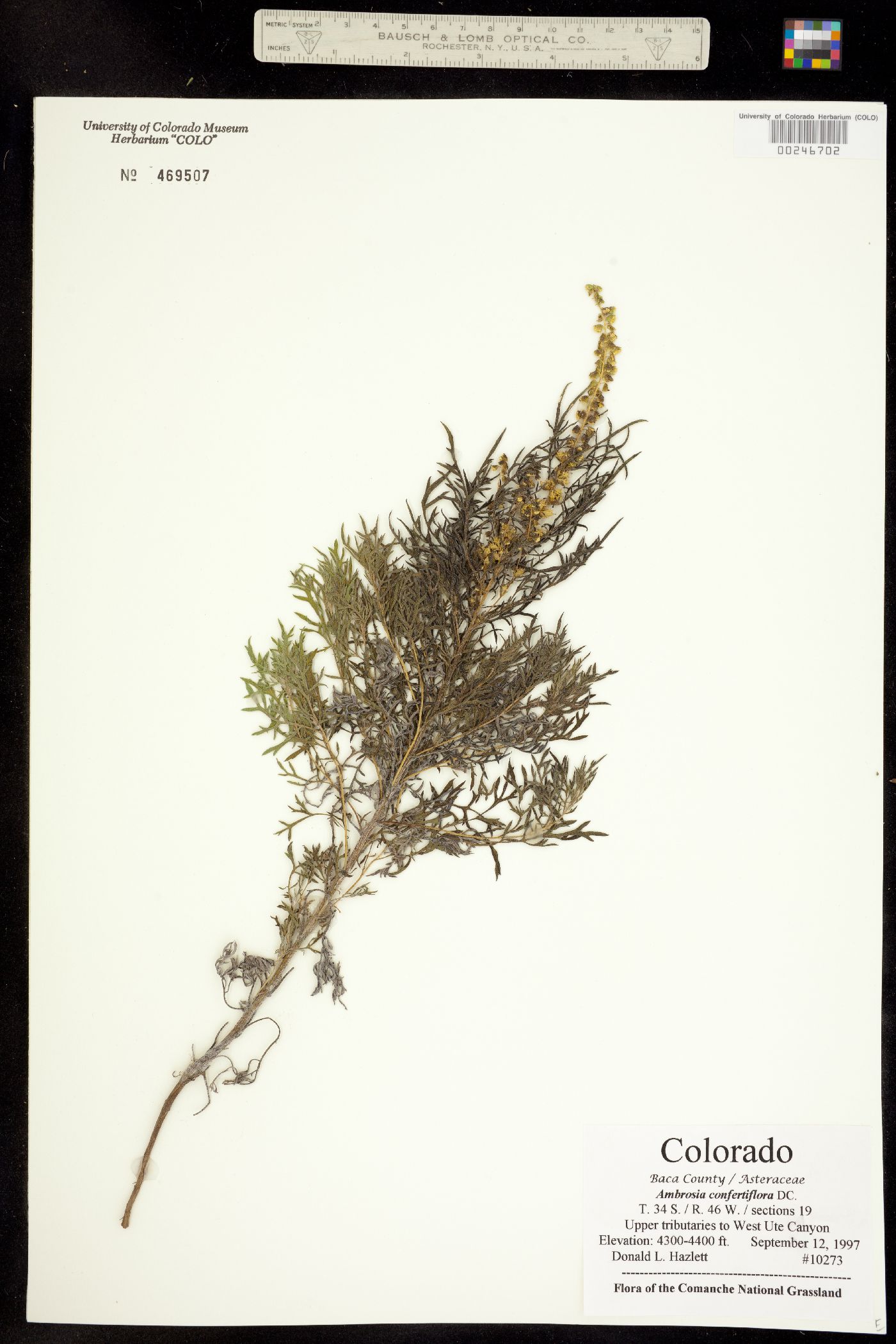 Ambrosia confertiflora image