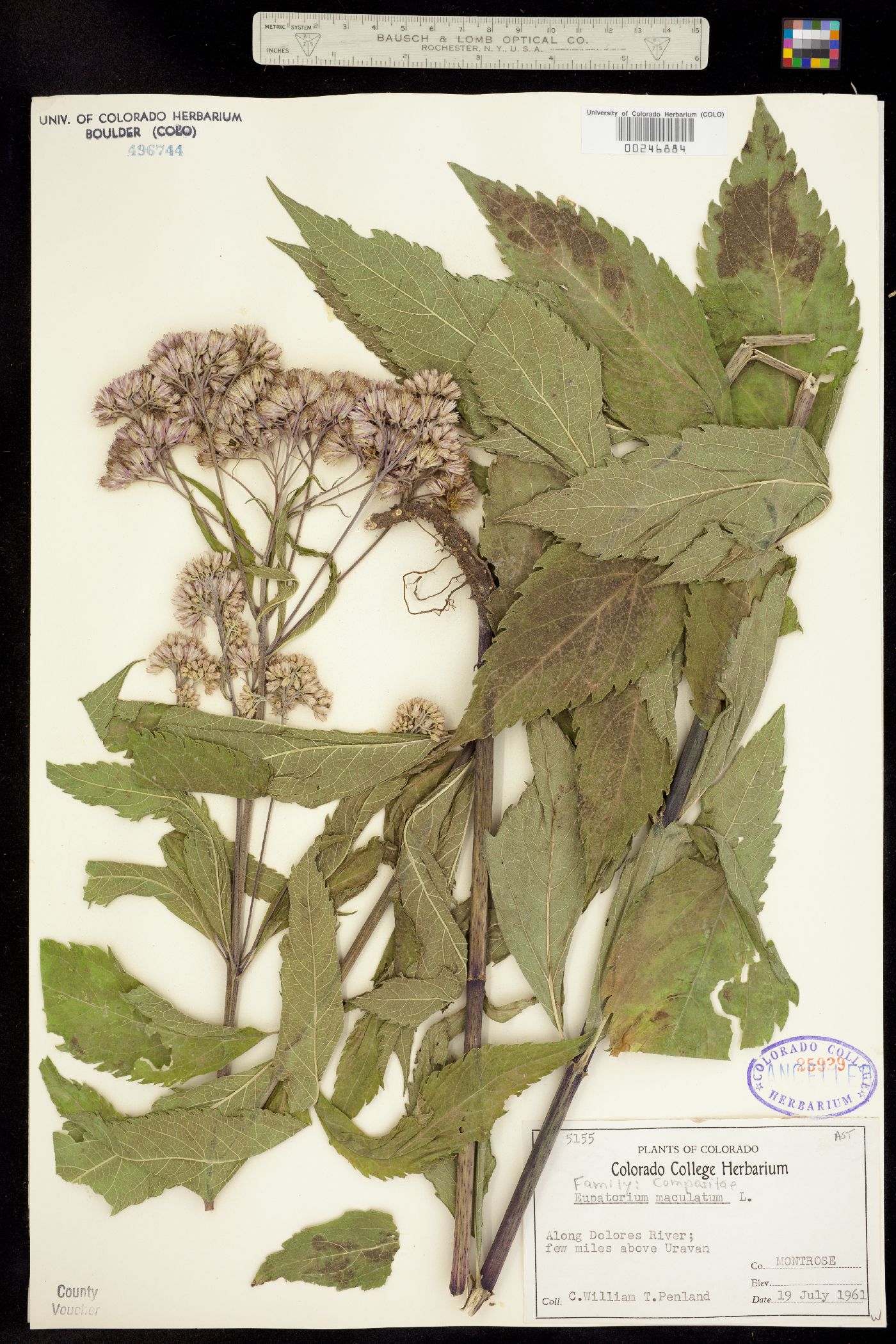 Eupatorium maculatum image