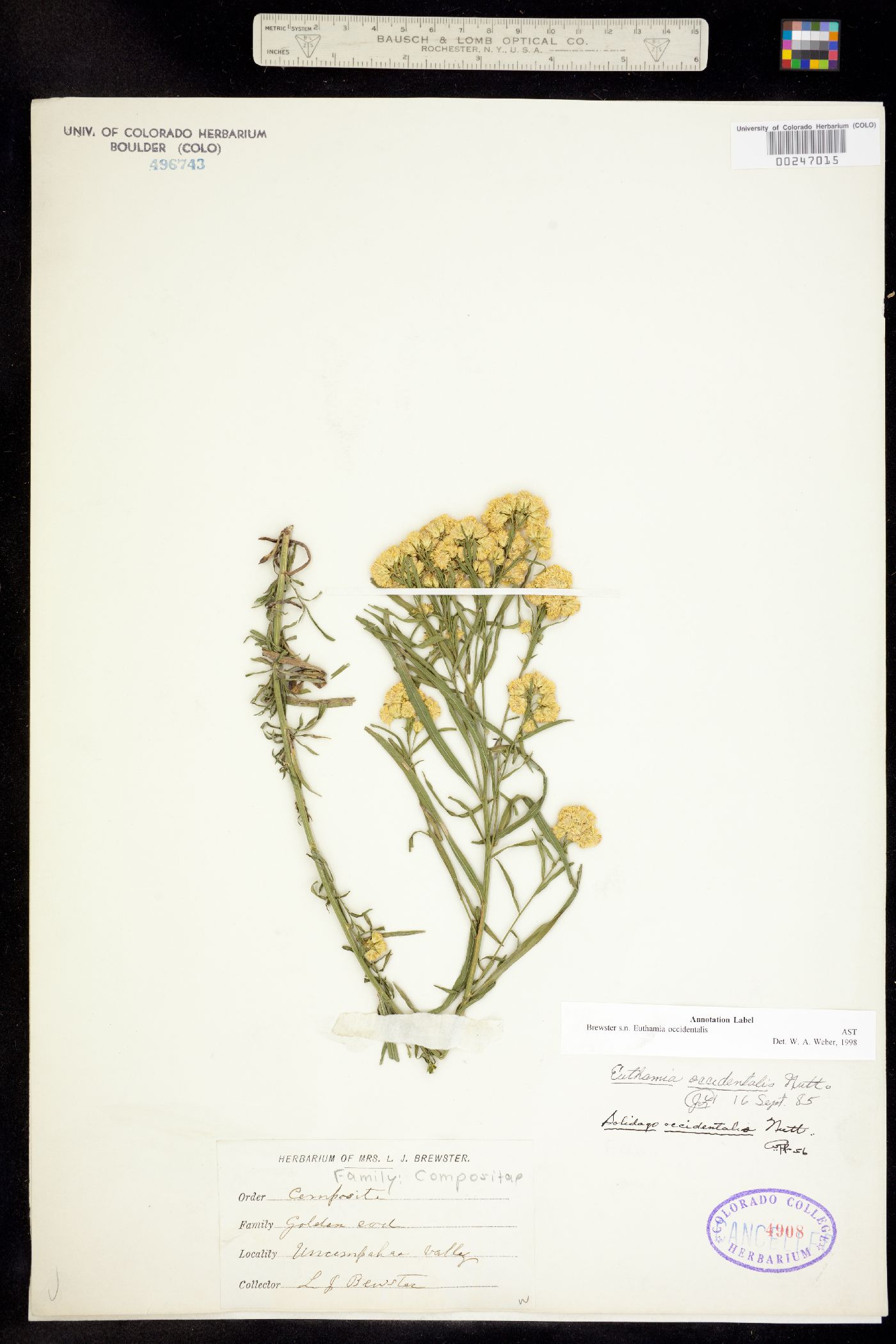 Euthamia occidentalis image