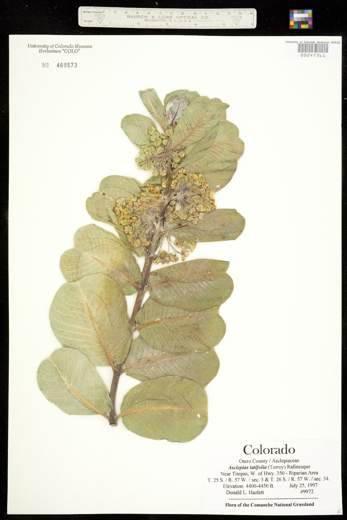 Asclepias latifolia image