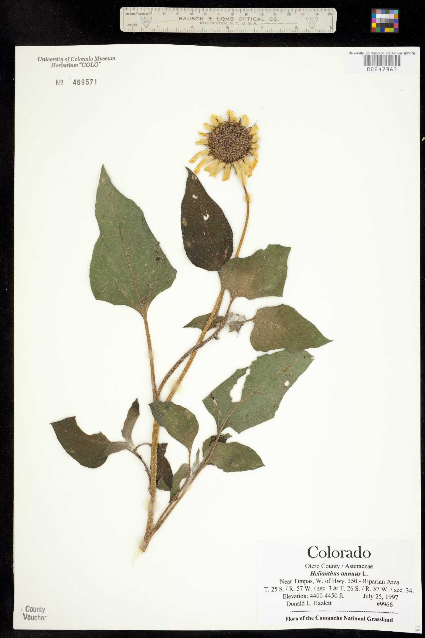 Helianthus annuus image