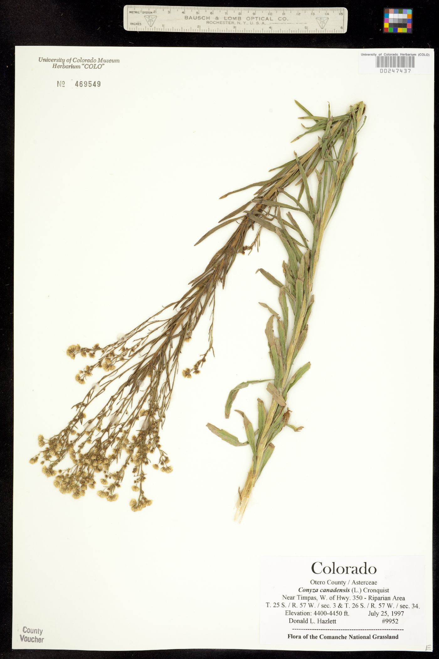 Conyza canadensis image