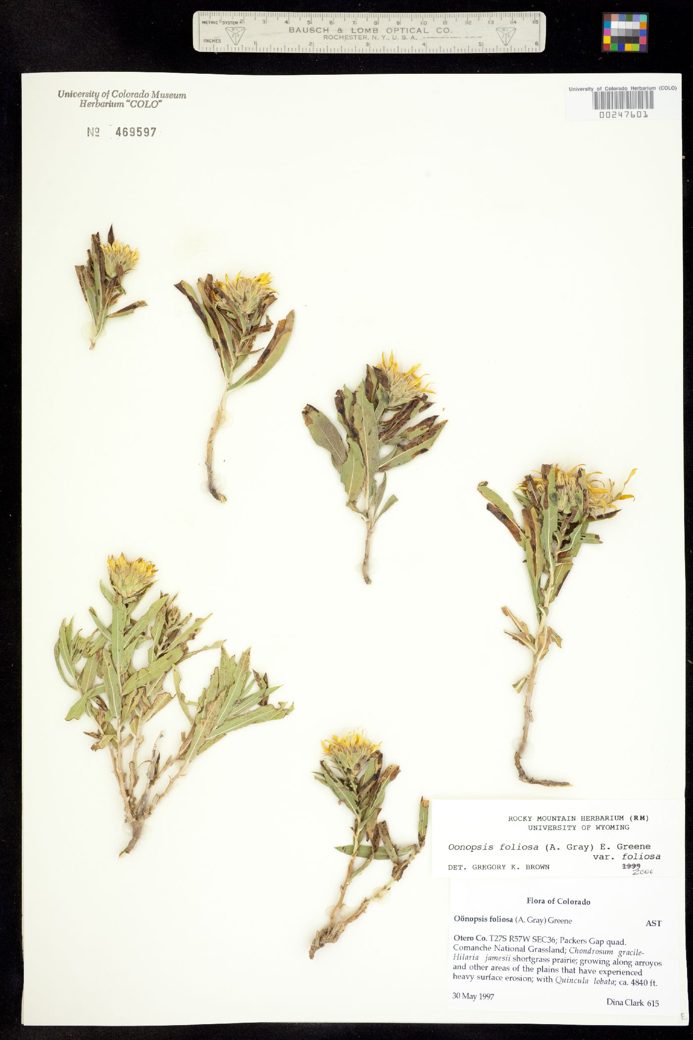 Oönopsis foliosa var. foliosa image