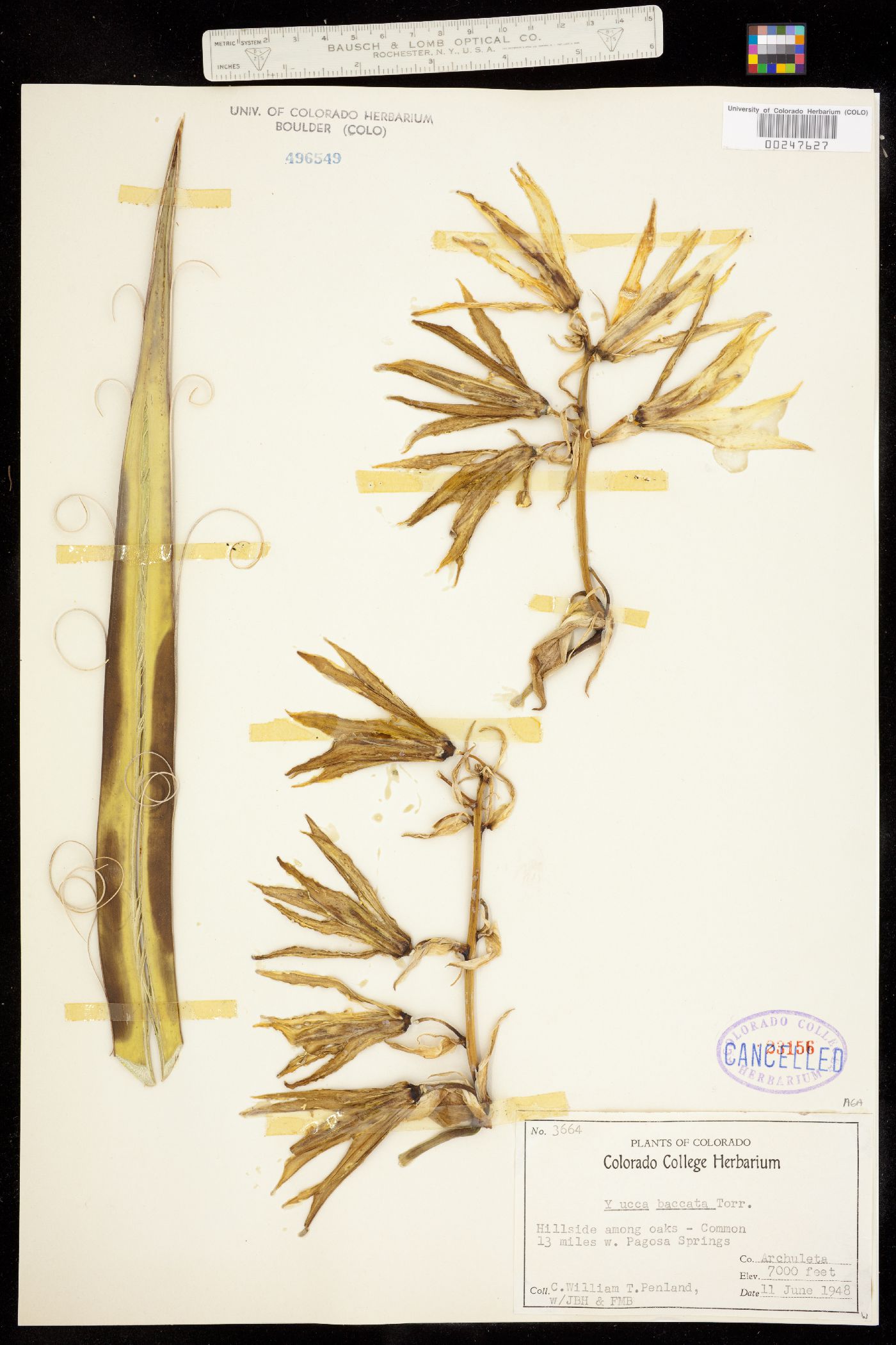 Yucca baccata image