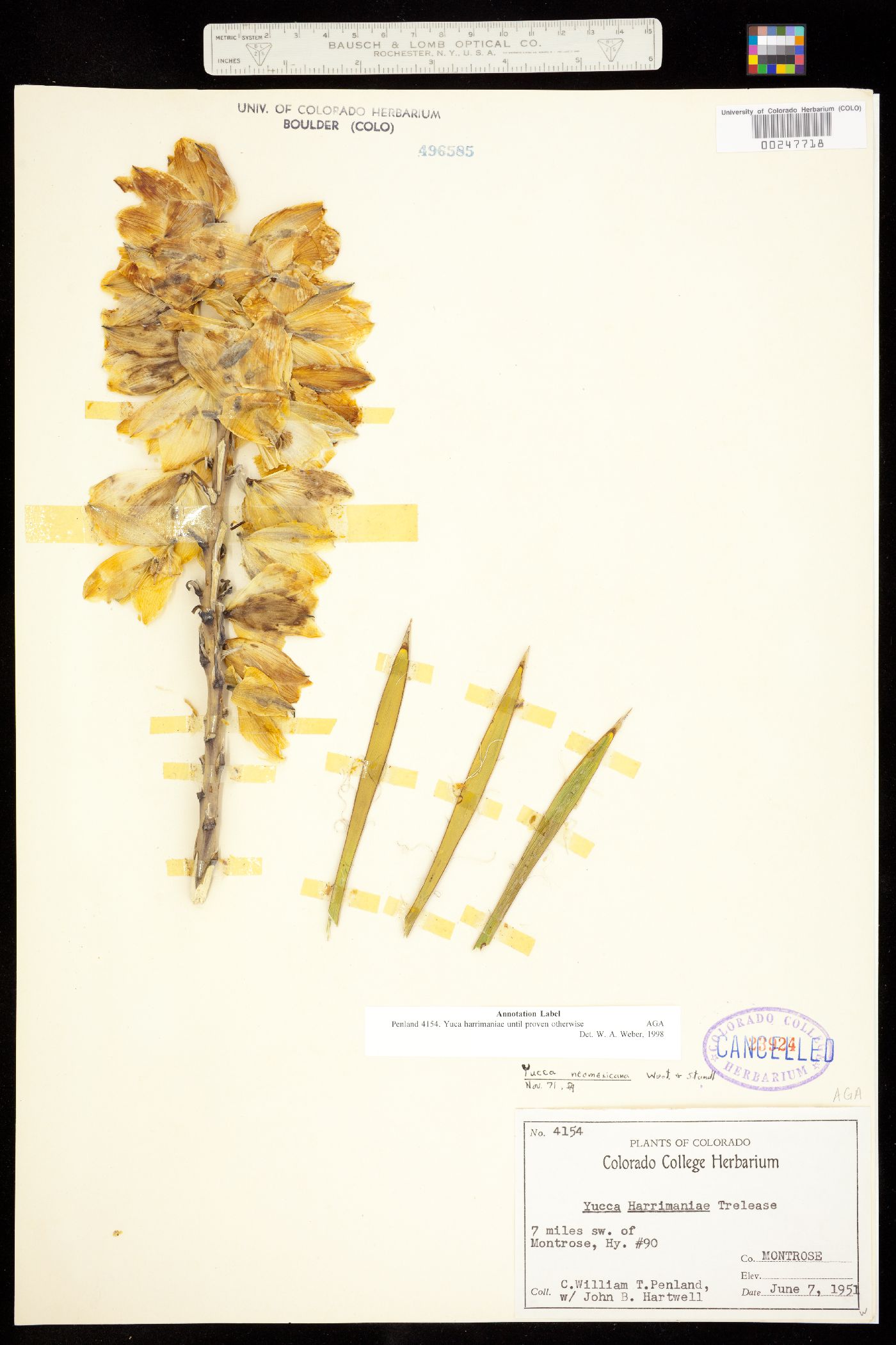 Yucca harrimaniae image