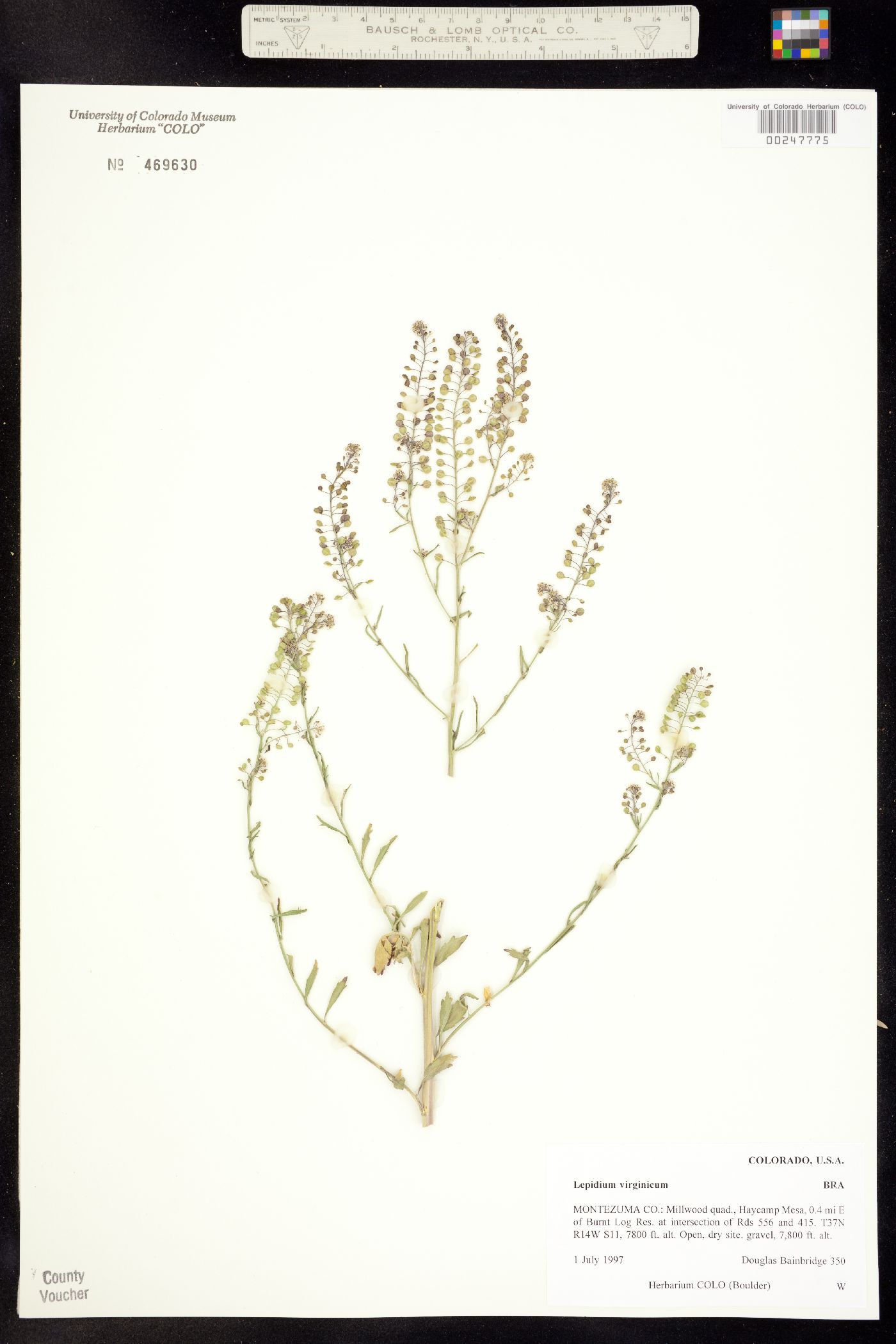 Lepidium virginicum ssp. virginicum image