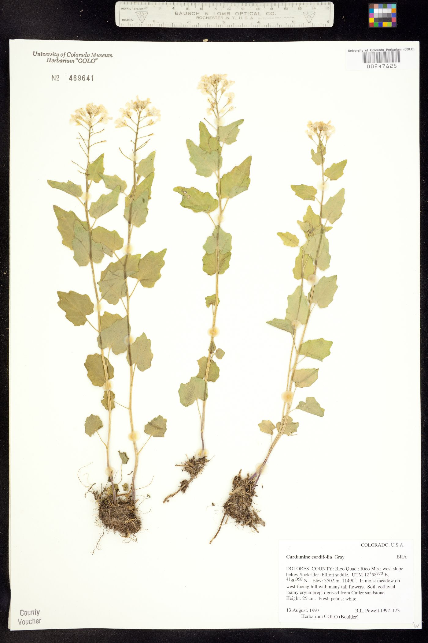 Cardamine image