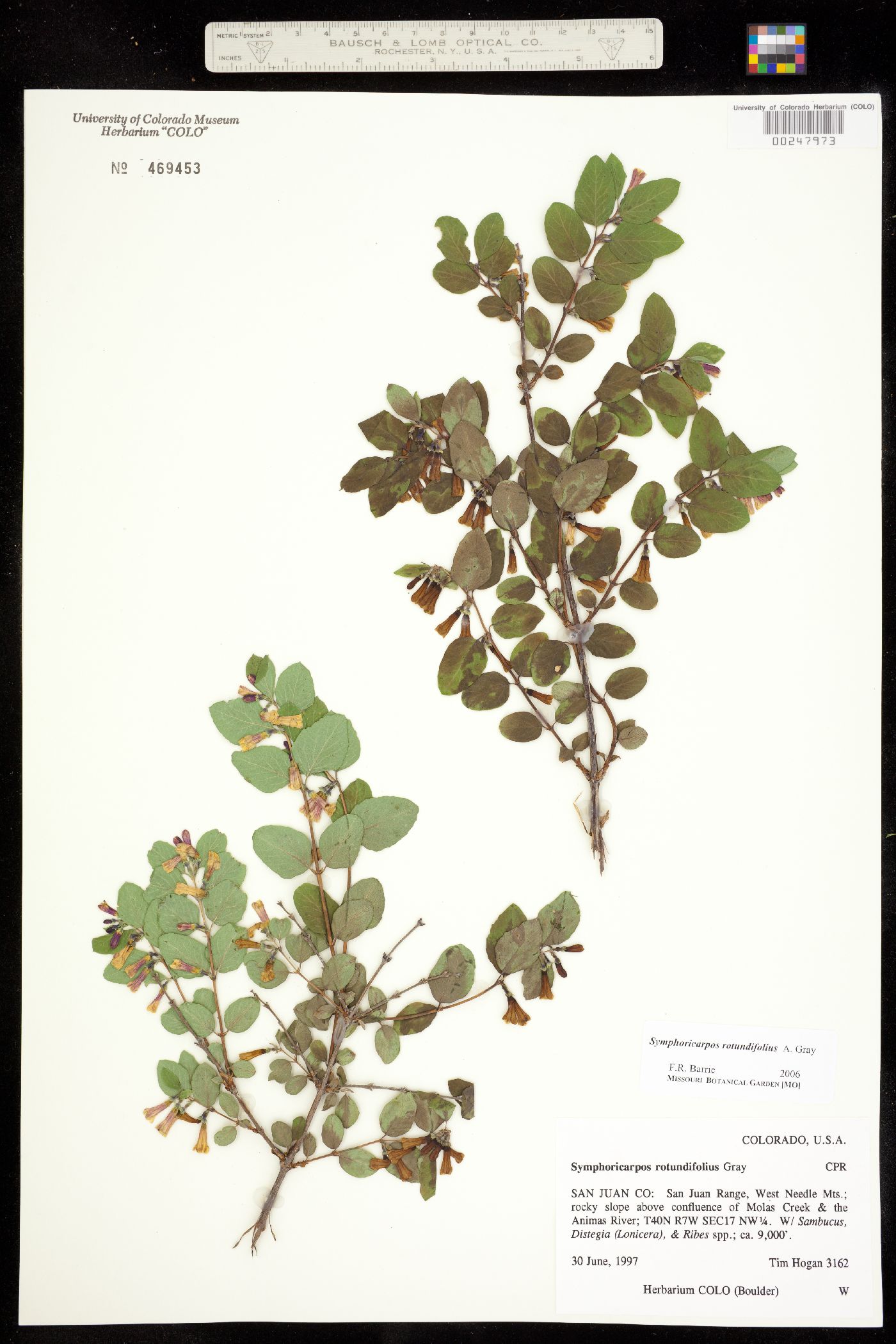 Symphoricarpos image