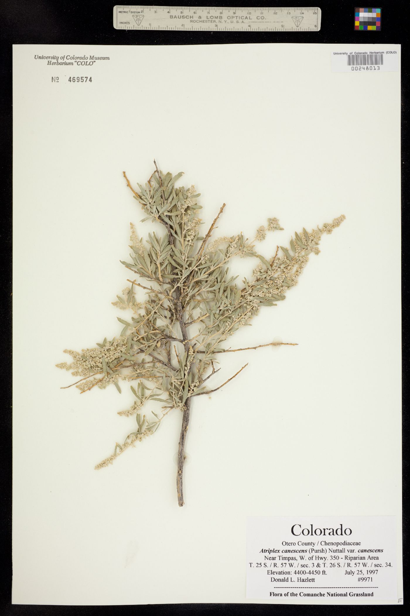 Atriplex canescens var. canescens image