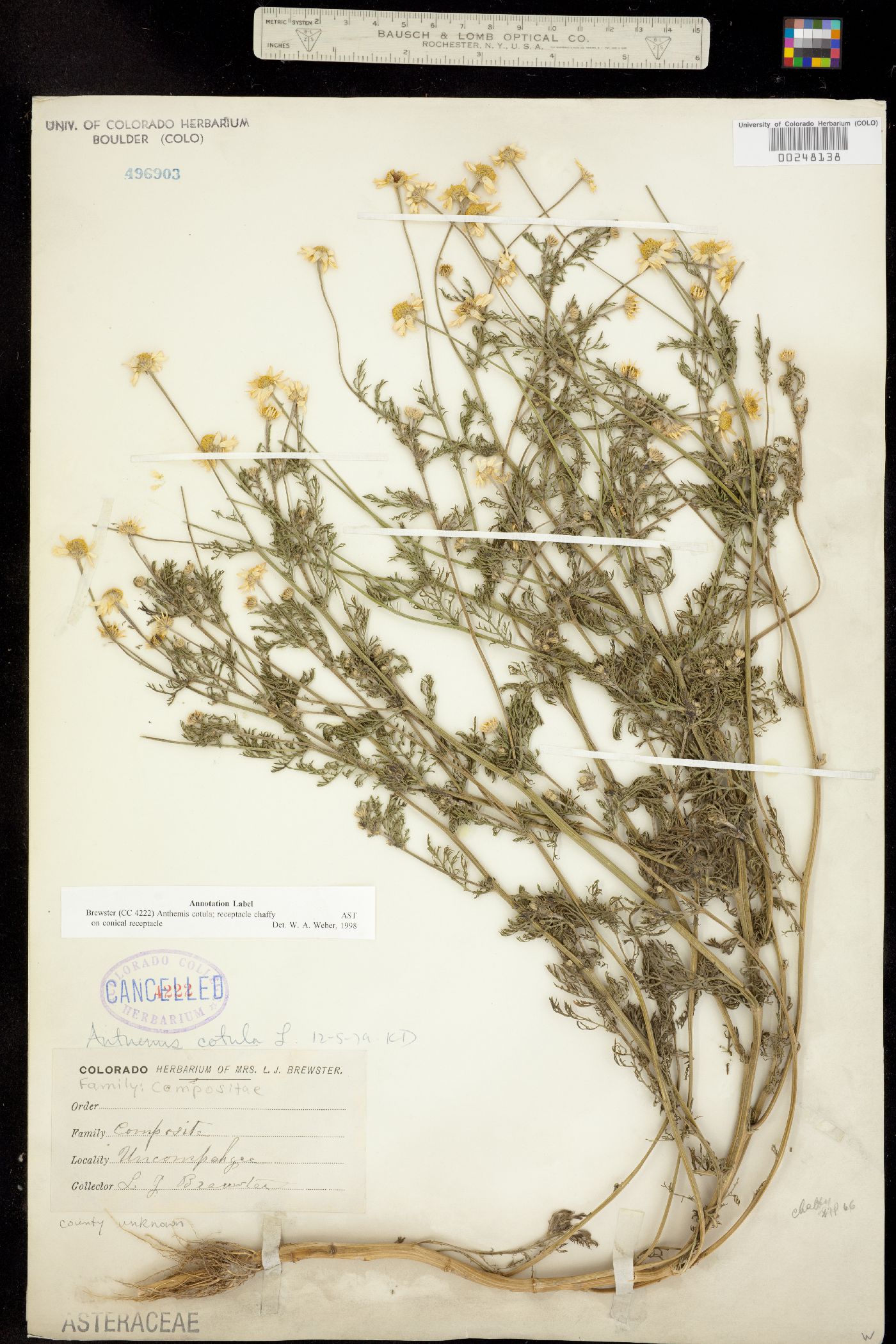 Anthemis cotula image