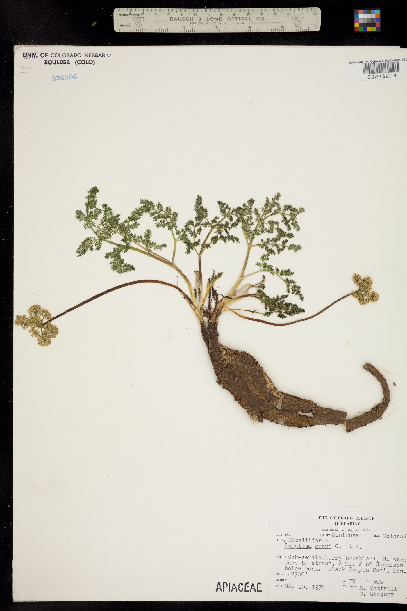 Lomatium grayi image