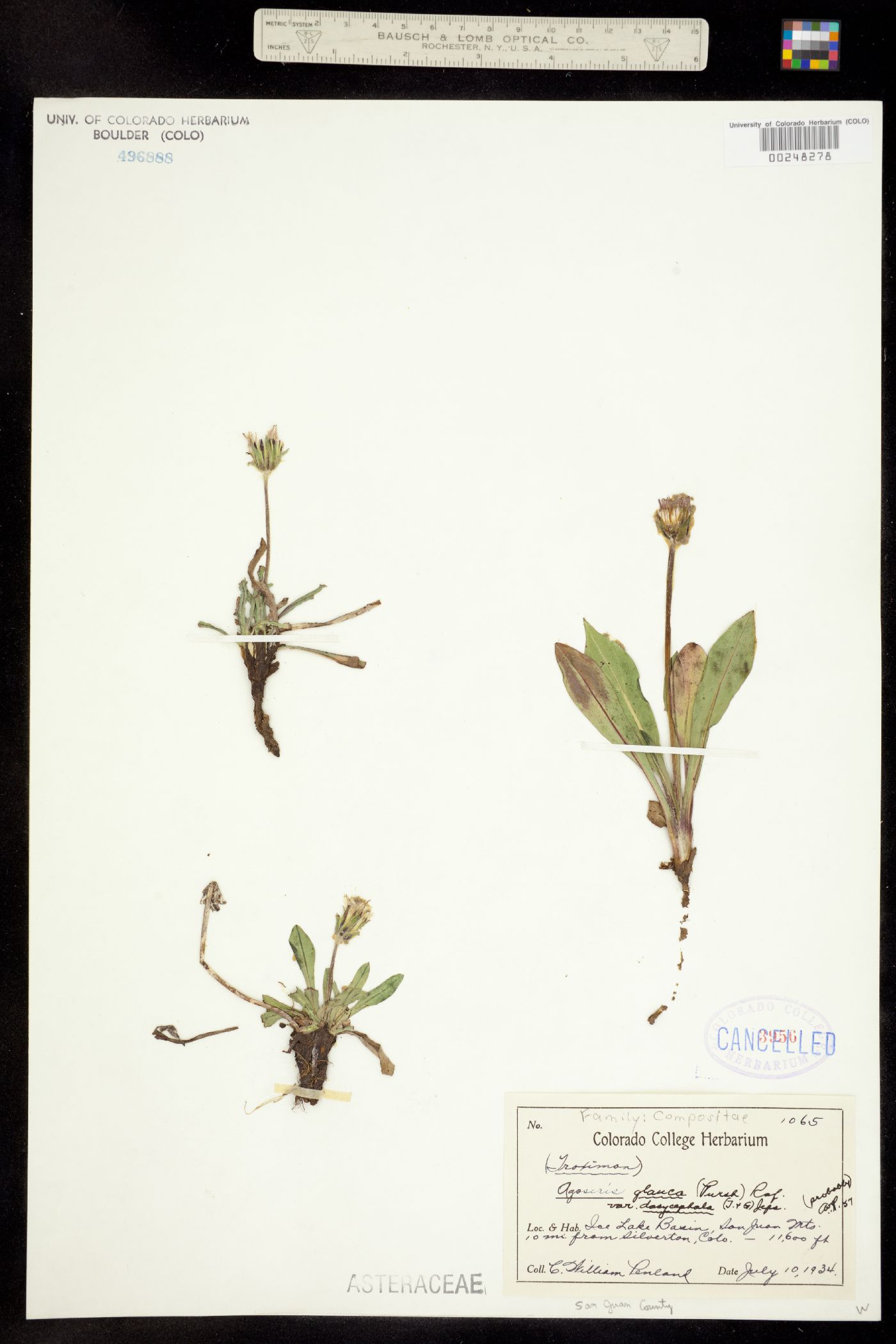 Agoseris glauca var. dasycephala image